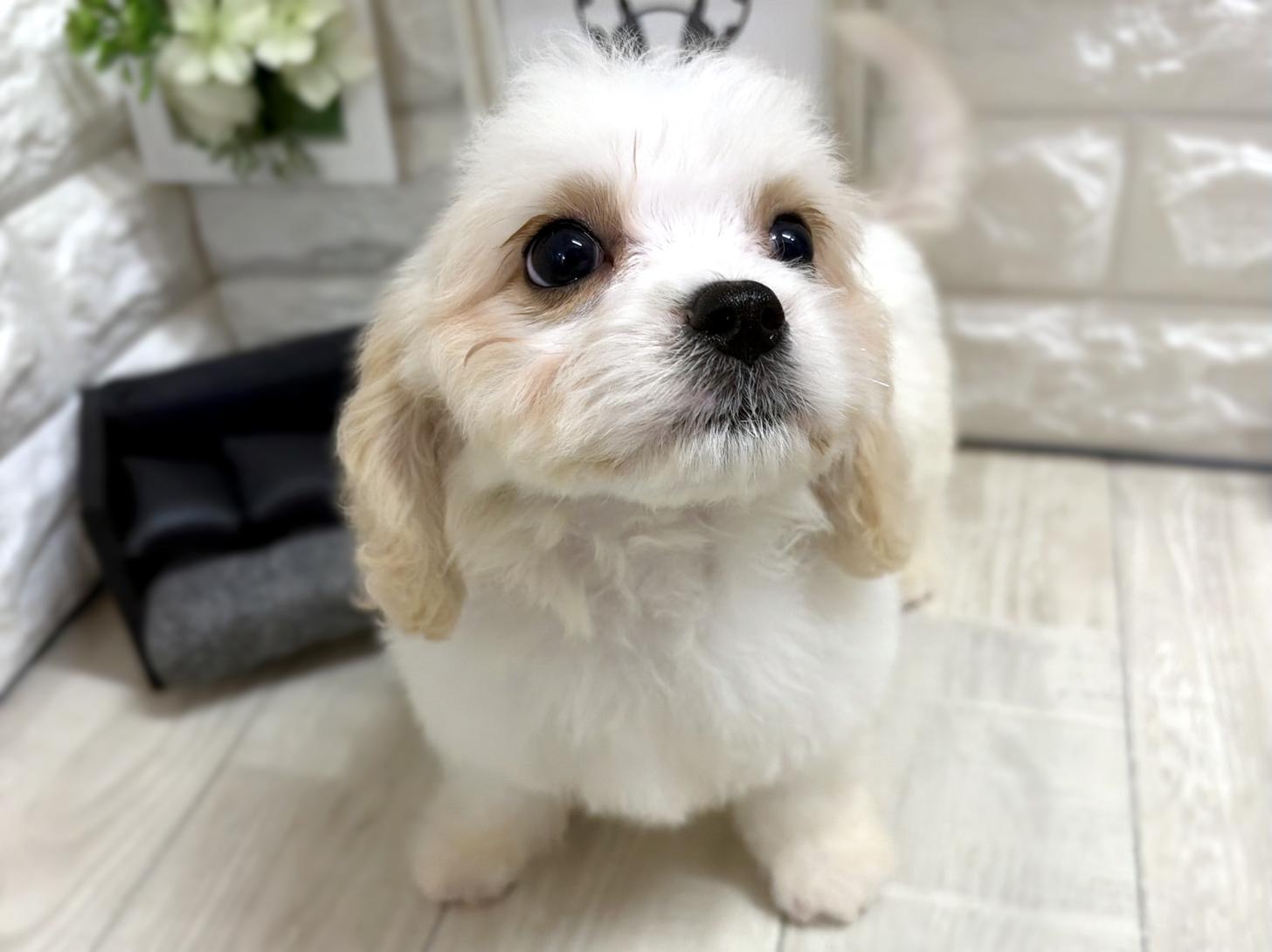 大阪府のハーフ犬・ミックス犬 (DOGMAN平野瓜破店/2026年5月5日生まれ/男の子/クリームホワイト)の子犬の3枚目の画像