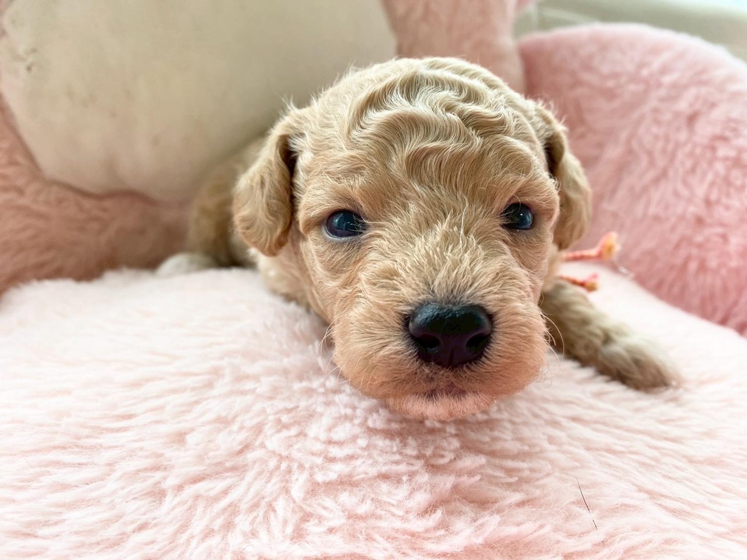 熊本県のビションプー(ビションフリーゼ×プードル) (スタードッグス新熊本店/2026年3月5日生まれ/男の子/アプリコット)の子犬の1枚目の画像