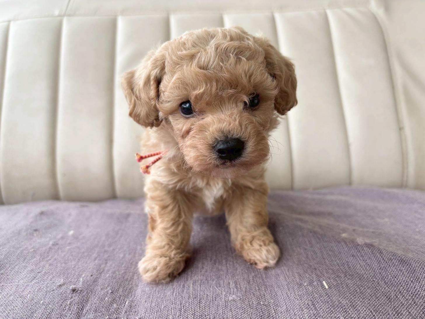 熊本県のビションプー(ビションフリーゼ×プードル) (スタードッグス新熊本店/2026年3月5日生まれ/男の子/アプリコット)の子犬の1枚目の画像