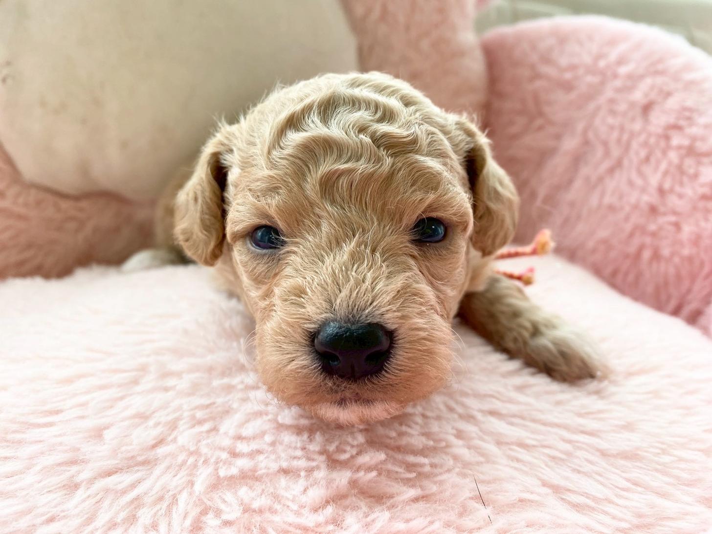 熊本県のビションプー(ビションフリーゼ×プードル) (スタードッグス新熊本店/2026年3月5日生まれ/男の子/アプリコット)の子犬の2枚目の画像