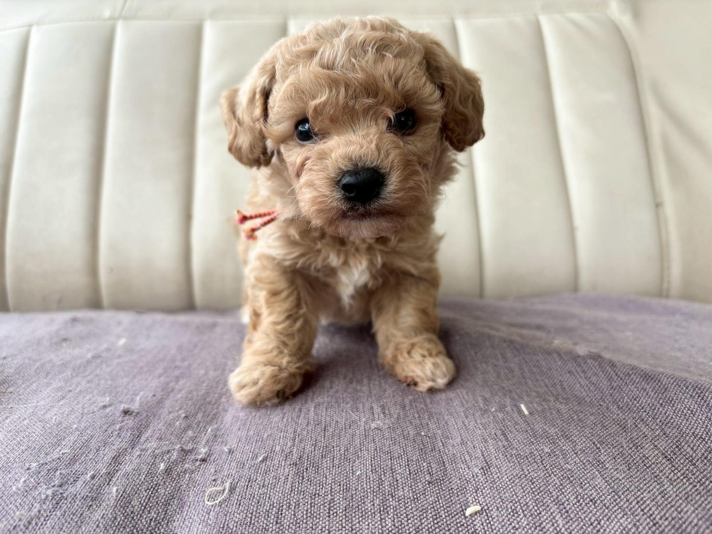 熊本県のビションプー(ビションフリーゼ×プードル) (スタードッグス新熊本店/2026年3月5日生まれ/男の子/アプリコット)の子犬の2枚目の画像