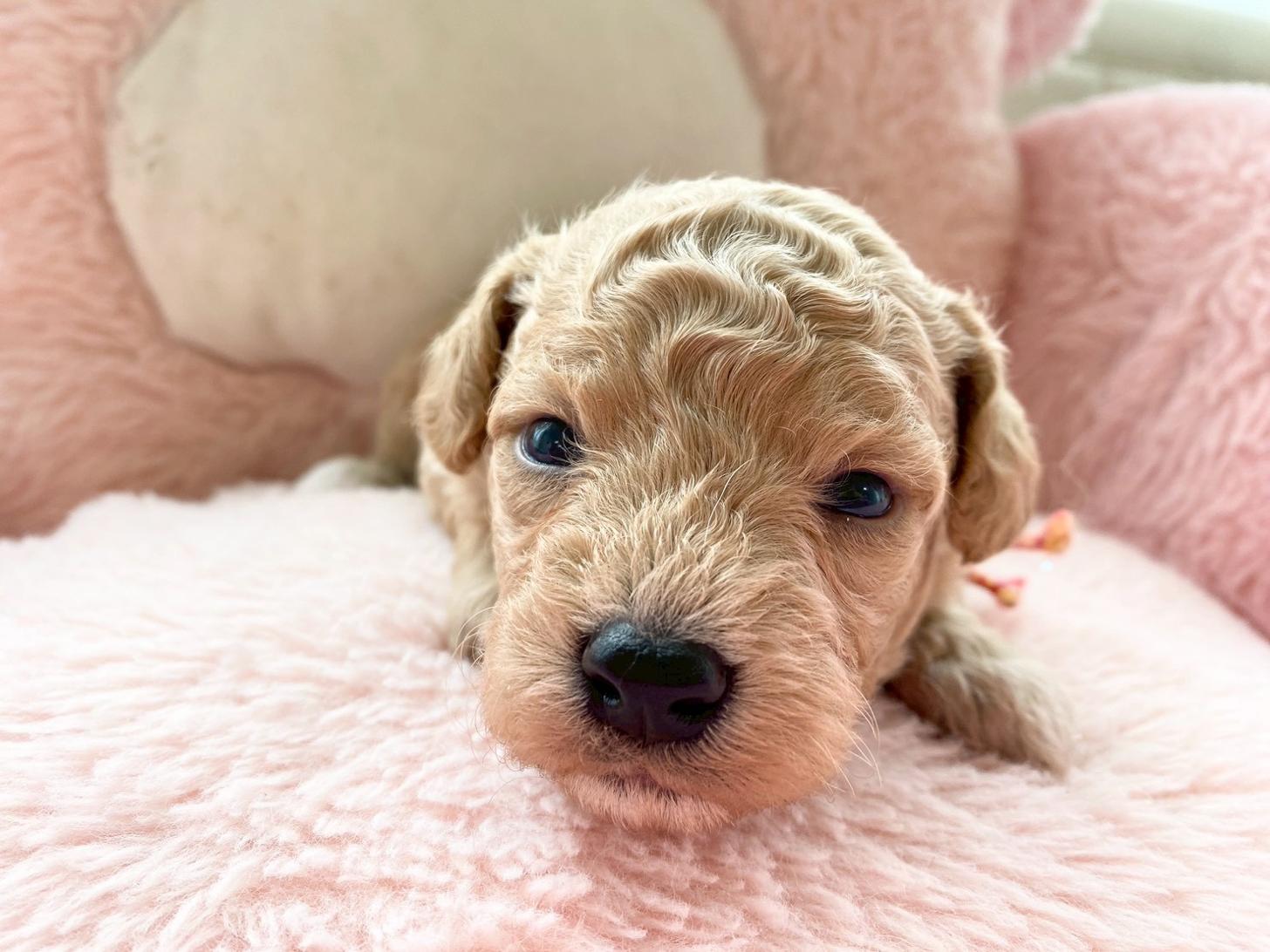 熊本県のビションプー(ビションフリーゼ×プードル) (スタードッグス新熊本店/2026年3月5日生まれ/男の子/アプリコット)の子犬の3枚目の画像