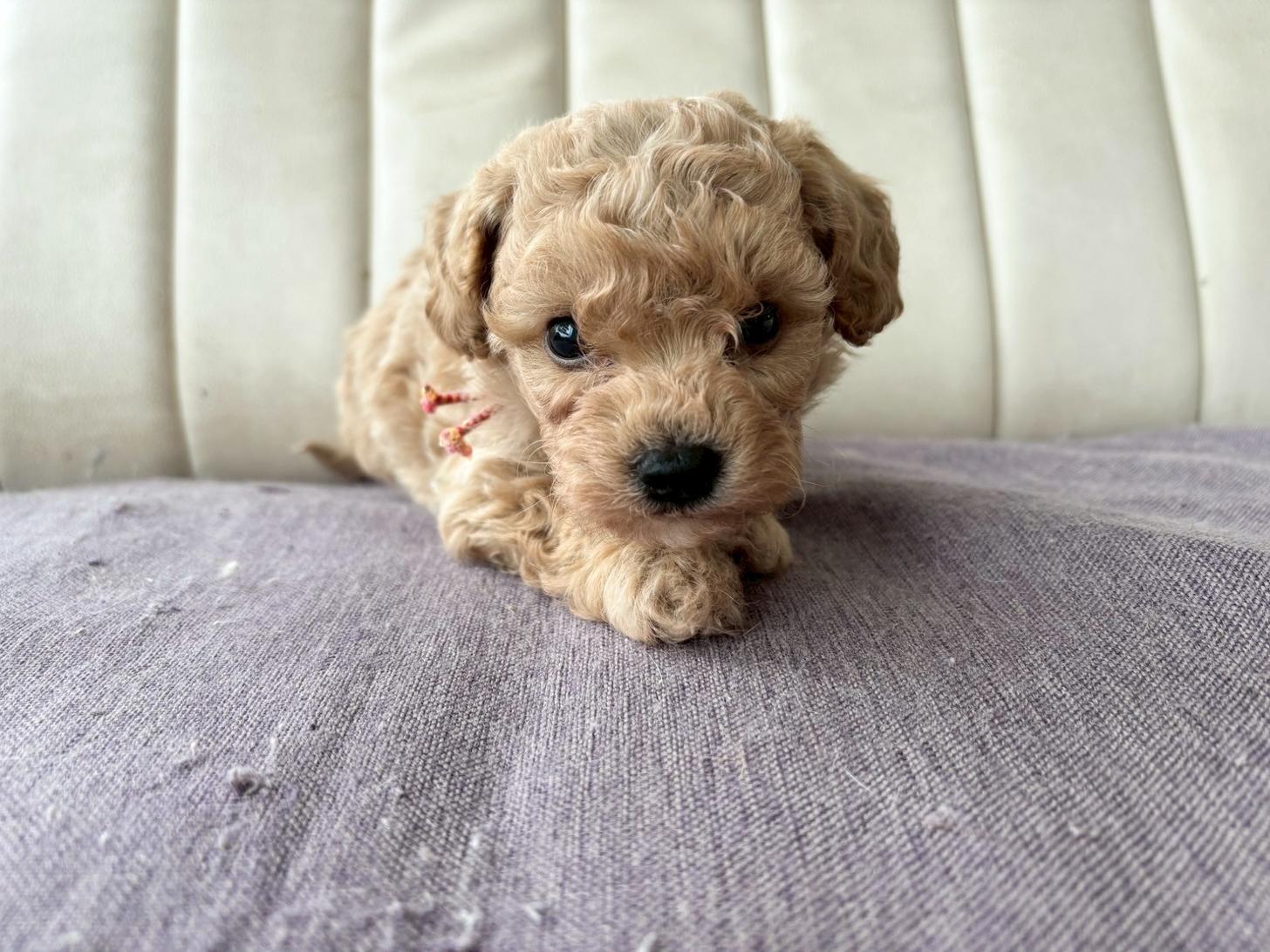 熊本県のビションプー(ビションフリーゼ×プードル) (スタードッグス新熊本店/2026年3月5日生まれ/男の子/アプリコット)の子犬の3枚目の画像