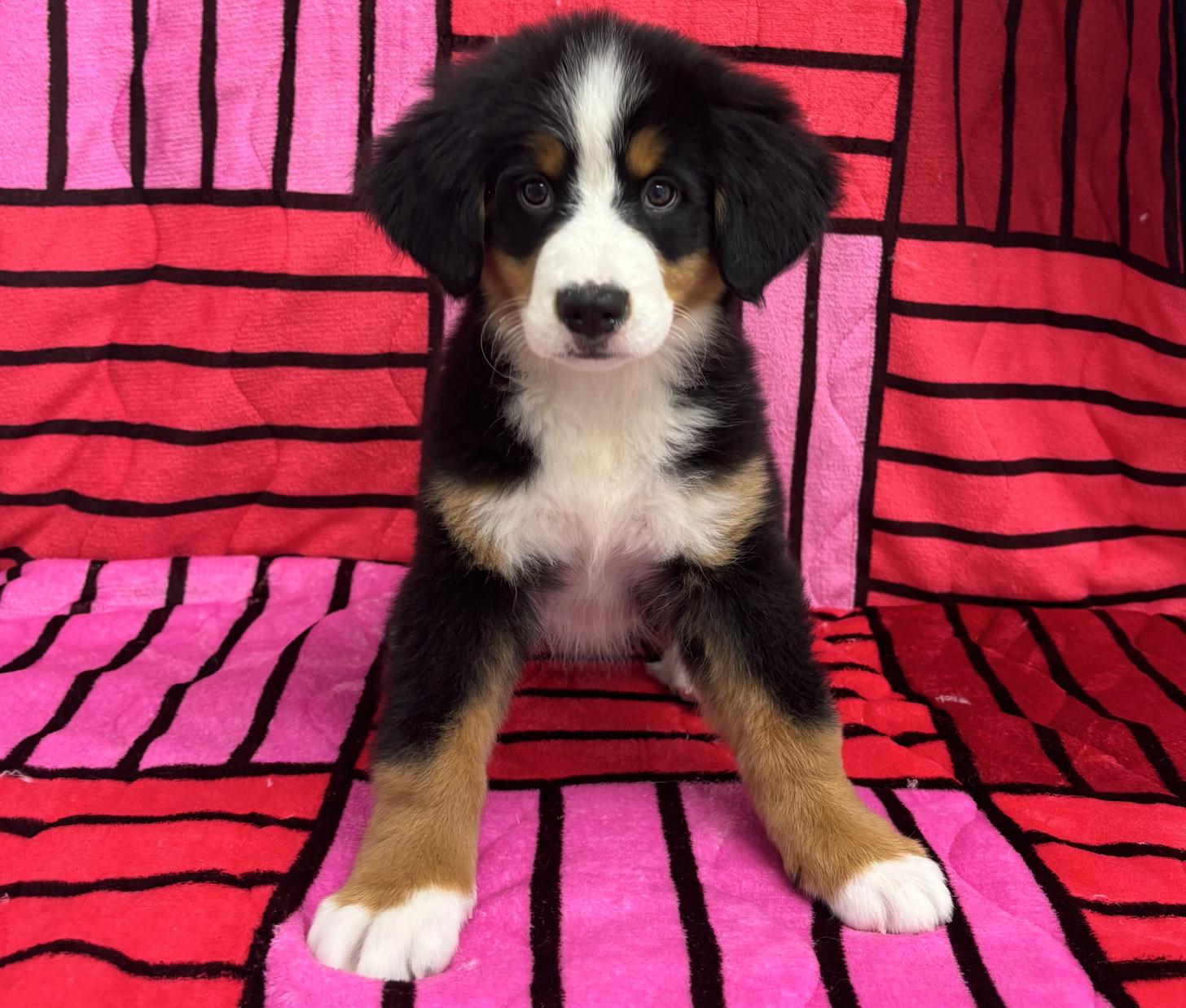 愛知県のバーニーズマウンテンドッグ (ハピースペット春日井アミーゴ店/2025年8月15日生まれ/女の子/ブラックラストホワイト)の子犬の1枚目の画像