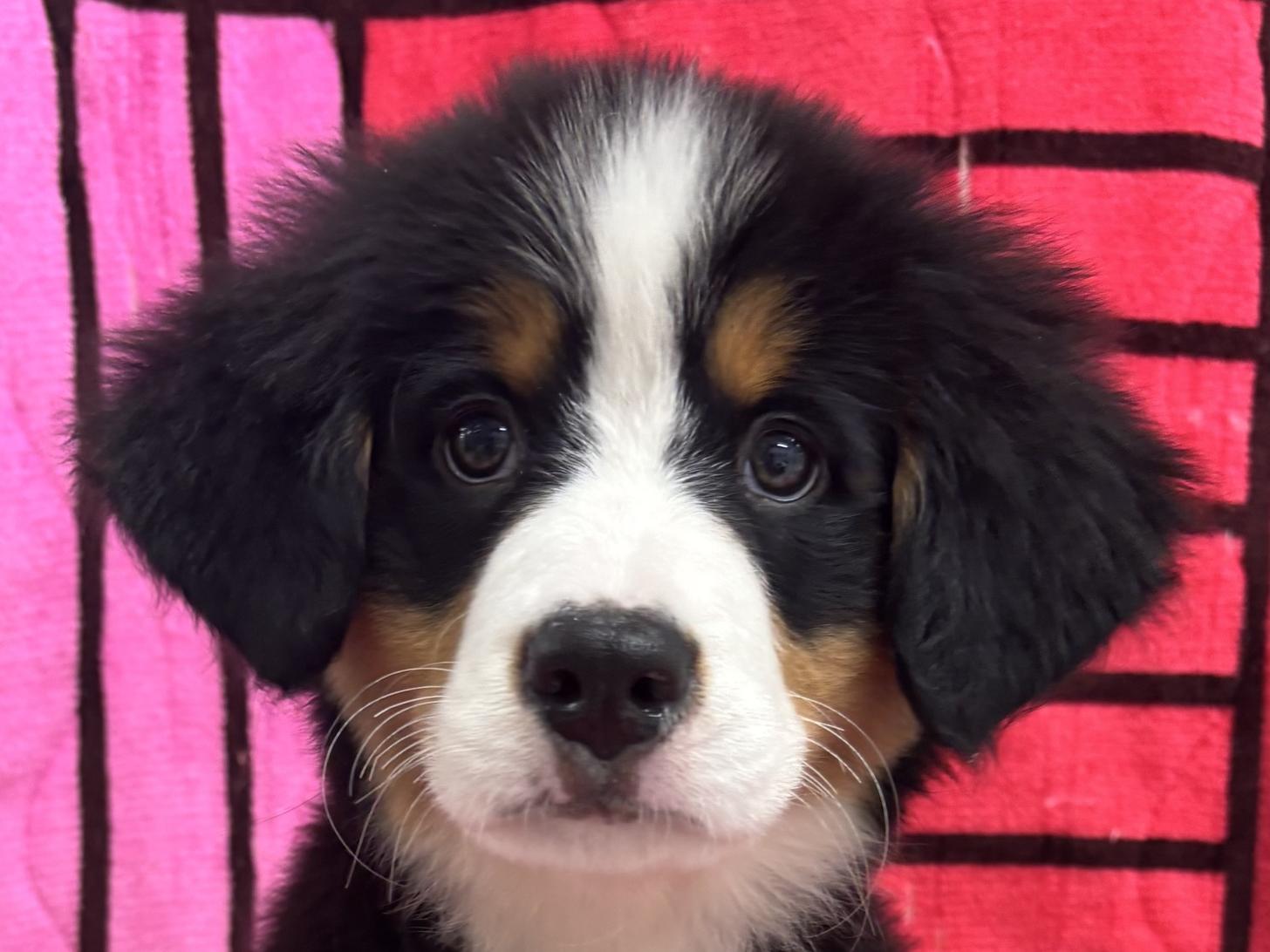 愛知県のバーニーズマウンテンドッグ (ハピースペット春日井アミーゴ店/2025年8月15日生まれ/女の子/ブラックラストホワイト)の子犬の2枚目の画像