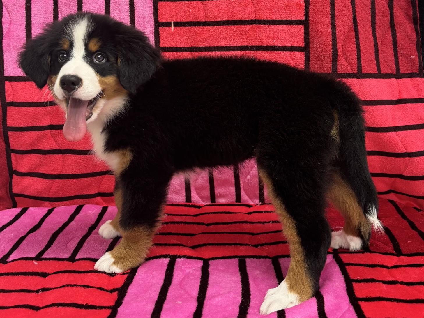 愛知県のバーニーズマウンテンドッグ (ハピースペット春日井アミーゴ店/2025年8月15日生まれ/女の子/ブラックラストホワイト)の子犬の3枚目の画像