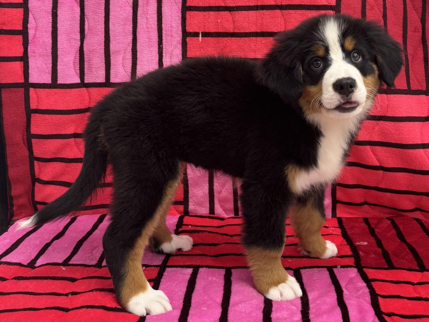 愛知県のバーニーズマウンテンドッグ (ハピースペット春日井アミーゴ店/2025年8月15日生まれ/女の子/ブラックラストホワイト)の子犬の4枚目の画像