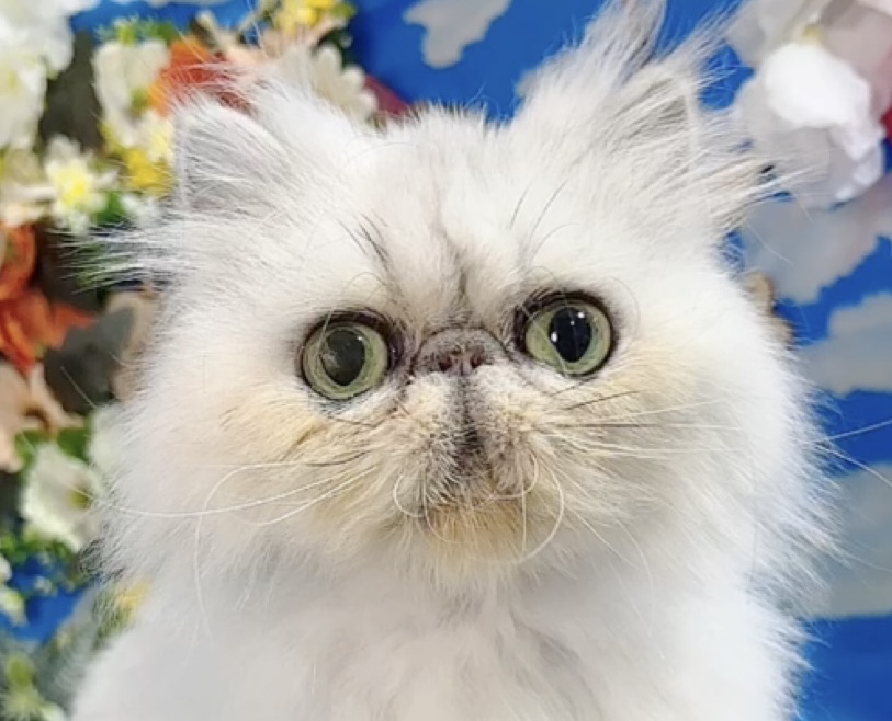 千葉県のペルシャ (Breeder & Petsalon MAU/2022年6月30日生まれ/女の子/チンチラシルバー)の子猫の1枚目の画像