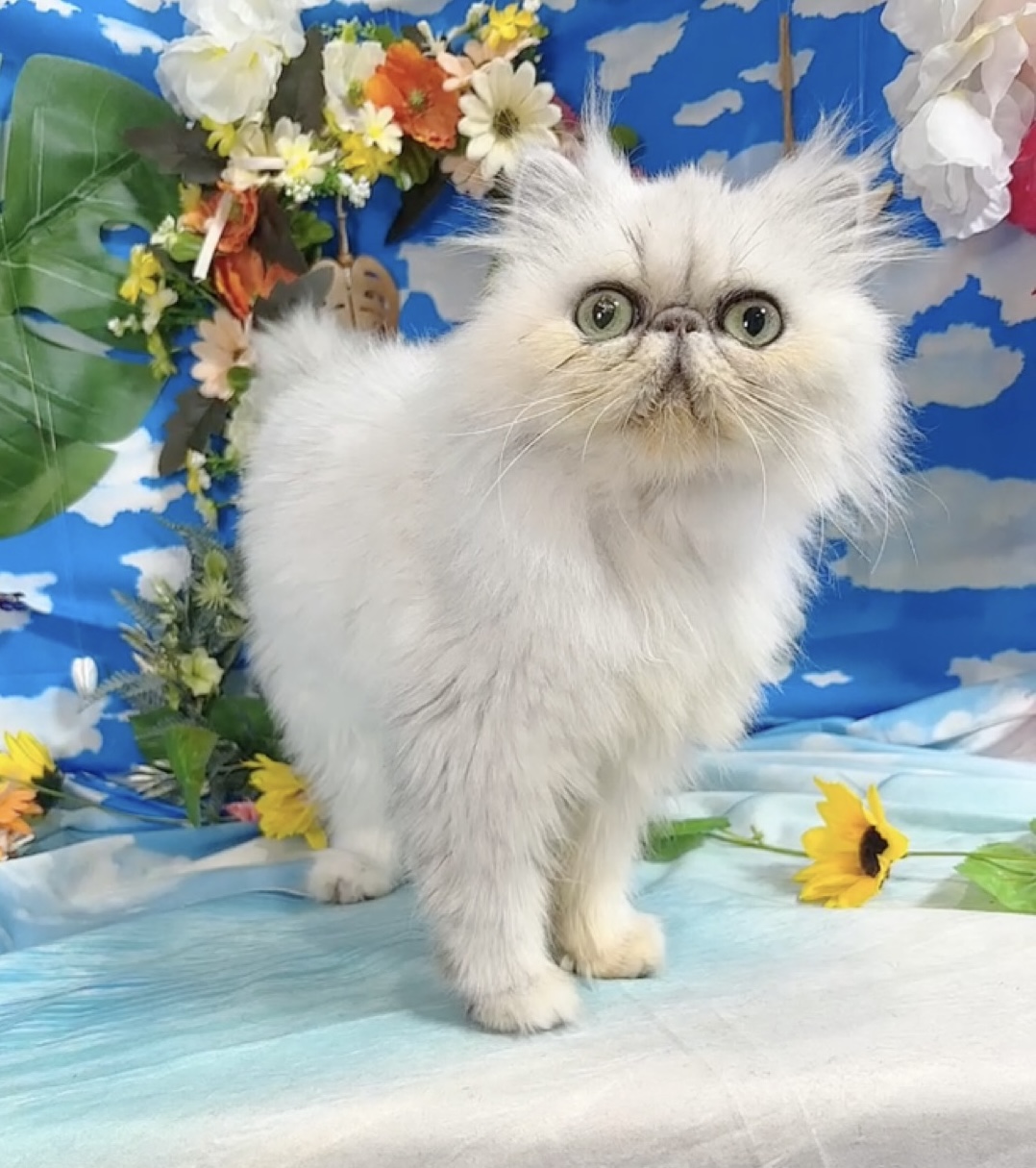 千葉県のペルシャ (Breeder & Petsalon MAU/2022年6月30日生まれ/女の子/チンチラシルバー)の子猫の2枚目の画像