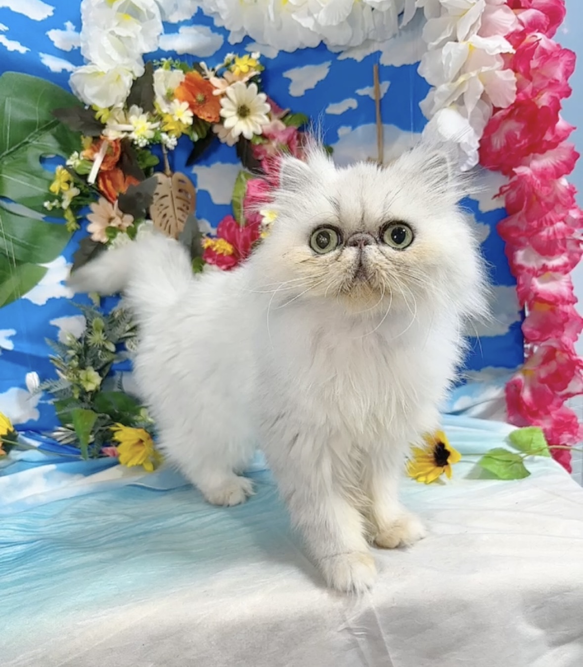 千葉県のペルシャ (Breeder & Petsalon MAU/2022年6月30日生まれ/女の子/チンチラシルバー)の子猫の3枚目の画像