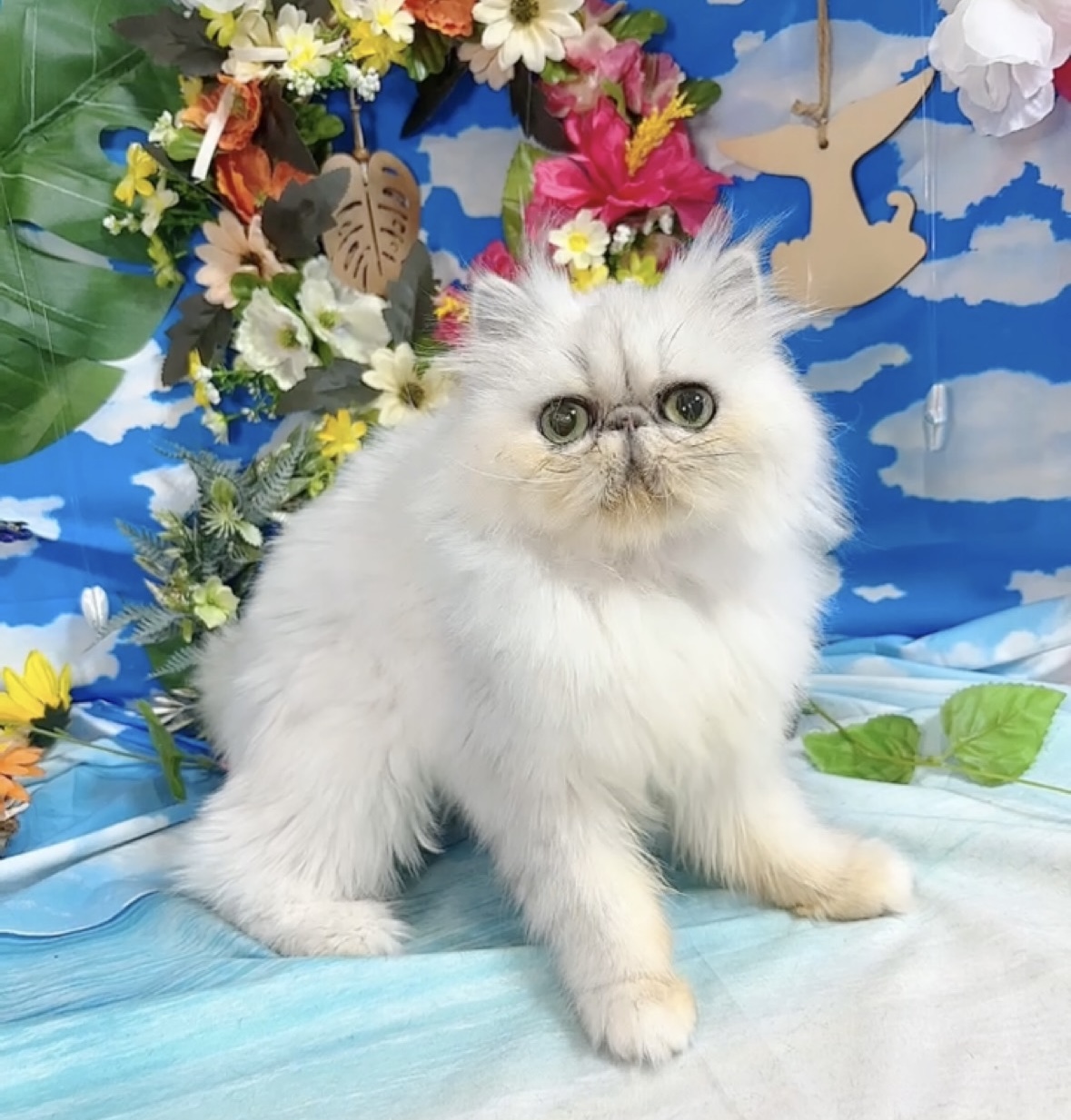千葉県のペルシャ (Breeder & Petsalon MAU/2022年6月30日生まれ/女の子/チンチラシルバー)の子猫の4枚目の画像