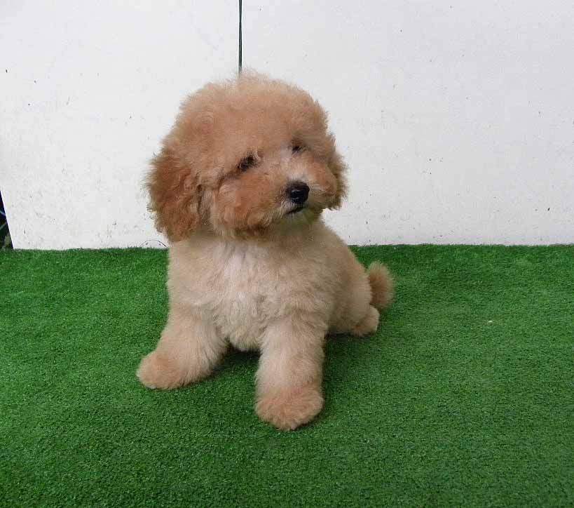 群馬県のトイプードル(トイ) (ペットハウステレサ/2025年4月28日生まれ/男の子/アプリコット)の子犬の1枚目の画像