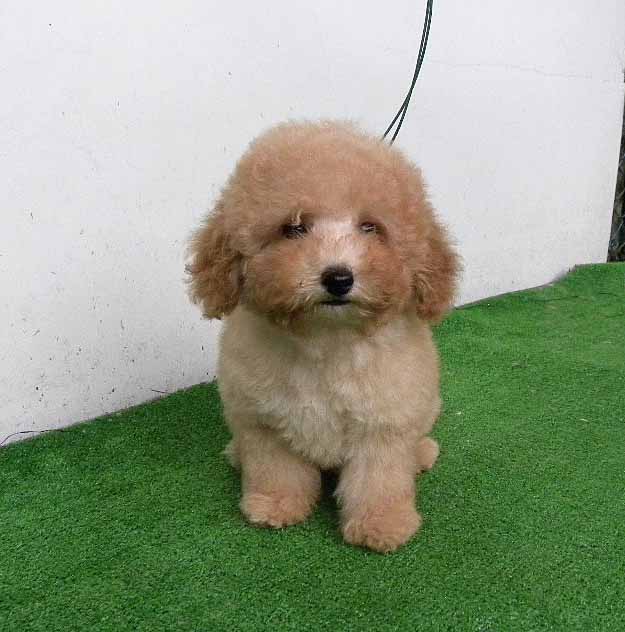 群馬県のトイプードル(トイ) (ペットハウステレサ/2025年4月28日生まれ/男の子/アプリコット)の子犬の2枚目の画像