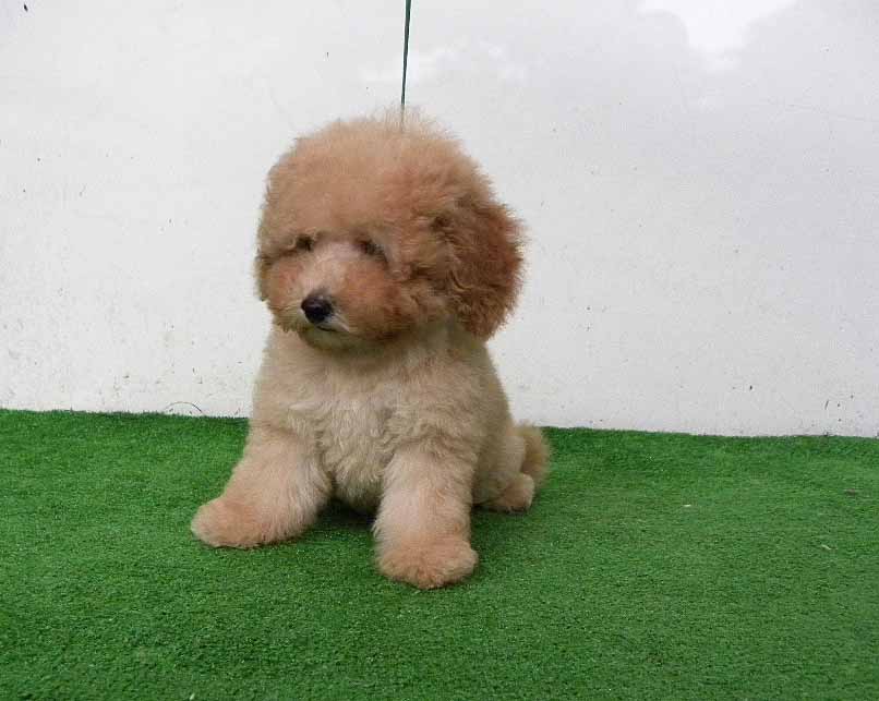 群馬県のトイプードル(トイ) (ペットハウステレサ/2025年4月28日生まれ/男の子/アプリコット)の子犬の3枚目の画像