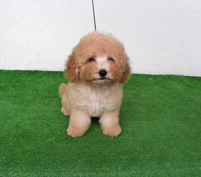 群馬県のトイプードル(トイ) (ペットハウステレサ/2025年4月28日生まれ/男の子/アプリコット)の子犬の4枚目の画像