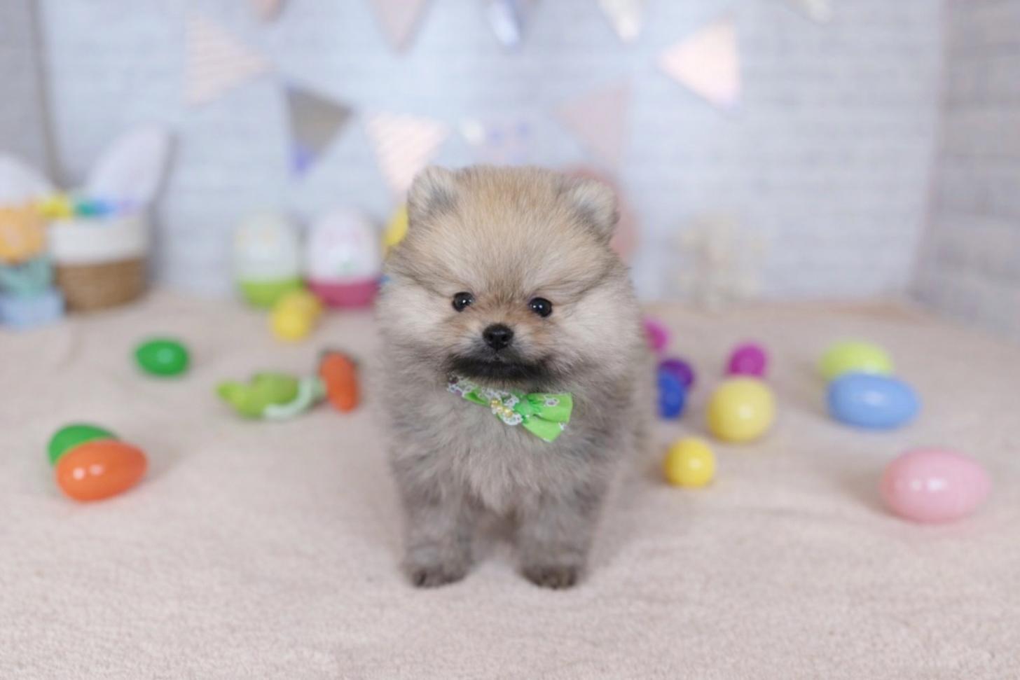 北海道のポメラニアン (ペットショップだんぼ/2026年1月23日生まれ/男の子/オレンジセーブル)の子犬の1枚目の画像