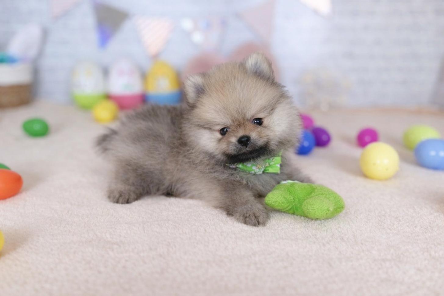 北海道のポメラニアン (ペットショップだんぼ/2026年1月23日生まれ/男の子/オレンジセーブル)の子犬の2枚目の画像