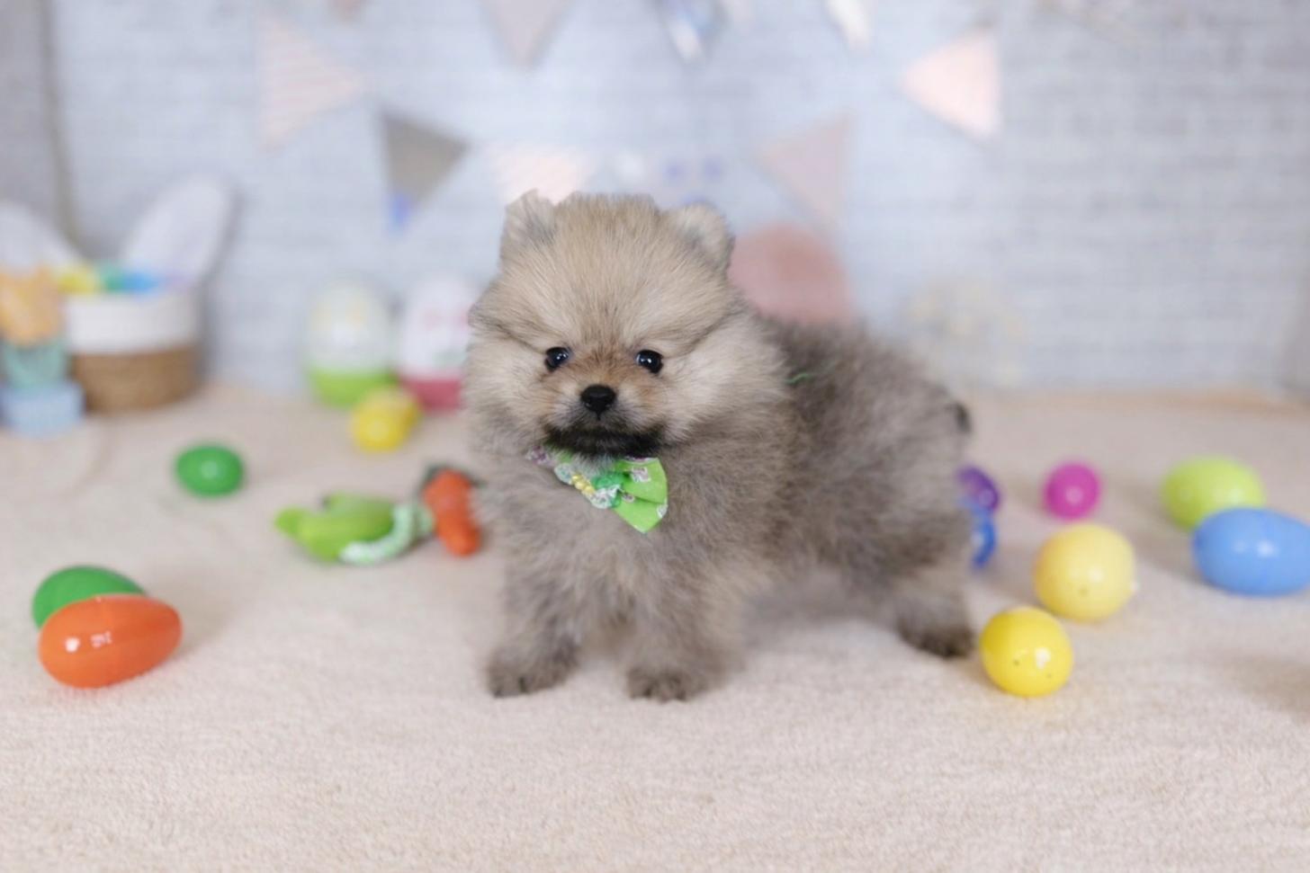 北海道のポメラニアン (ペットショップだんぼ/2026年1月23日生まれ/男の子/オレンジセーブル)の子犬の3枚目の画像