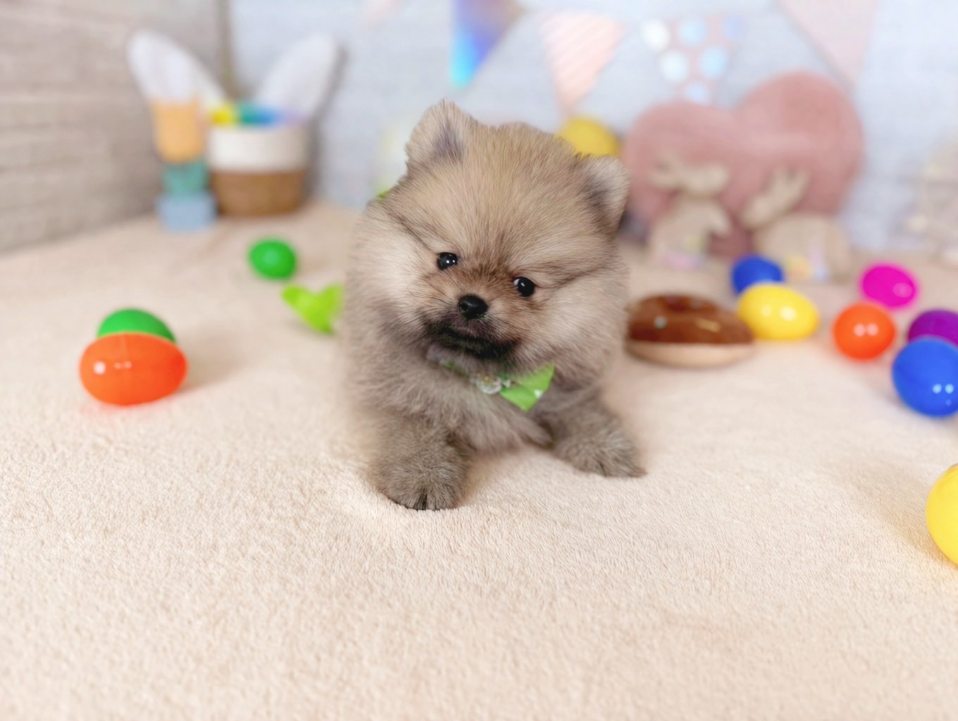 北海道のポメラニアン (ペットショップだんぼ/2026年1月23日生まれ/男の子/オレンジセーブル)の子犬の4枚目の画像