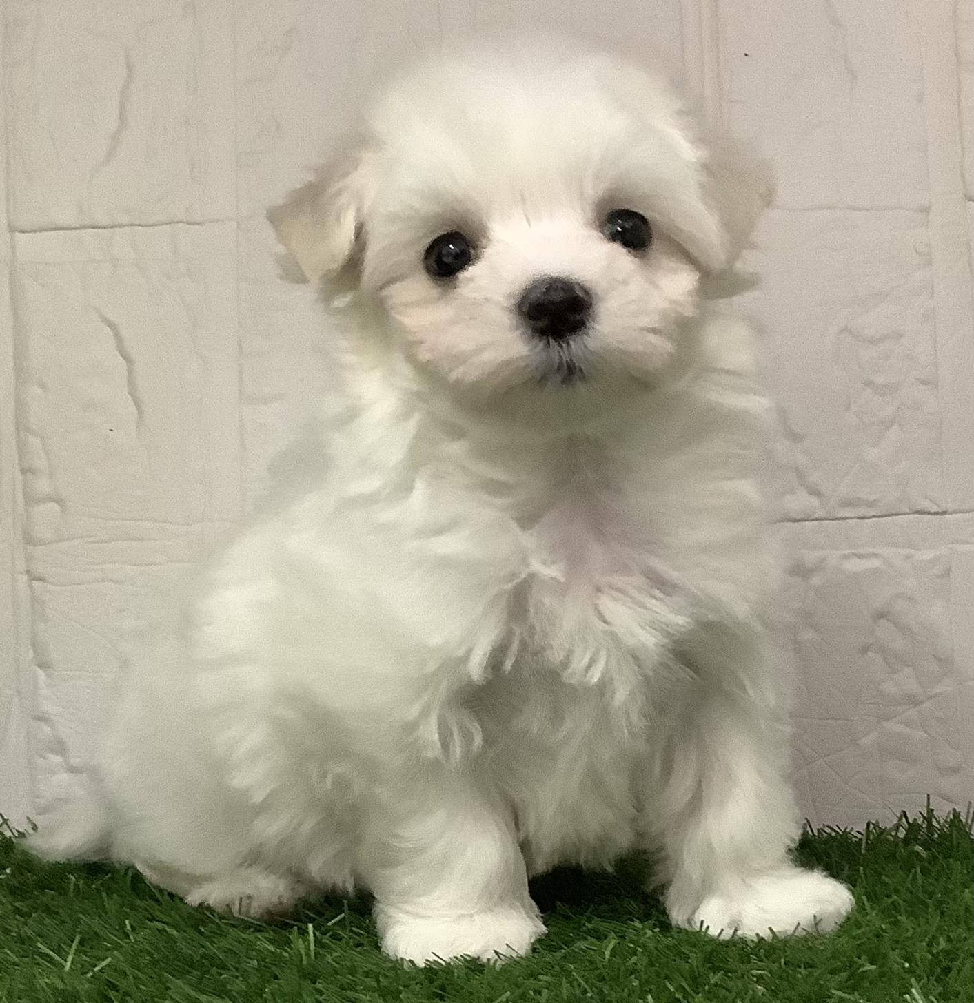 福岡県のマルチーズ (ドッグズホーム旗崎店/2025年2月20日生まれ/男の子/ホワイト)の子犬