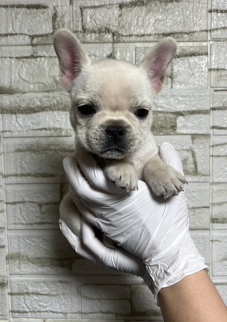 埼玉県のフレンチブルドッグ (ペッツスマイル南中野店/2025年11月23日生まれ/男の子/クリーム)の子犬の1枚目の画像