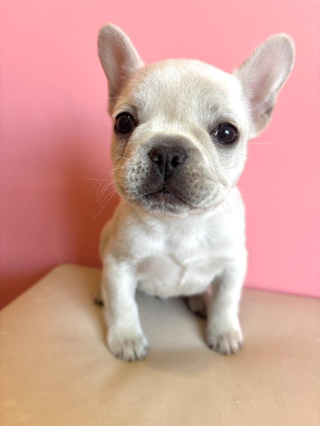 埼玉県のフレンチブルドッグ (ペッツスマイル南中野店/2025年11月23日生まれ/男の子/クリーム)の子犬の1枚目の画像