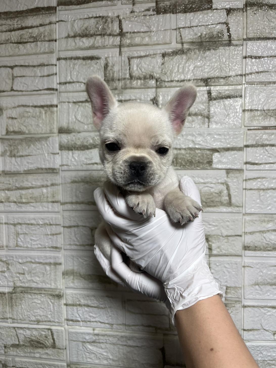 埼玉県のフレンチブルドッグ (ペッツスマイル南中野店/2025年11月23日生まれ/男の子/クリーム)の子犬の2枚目の画像