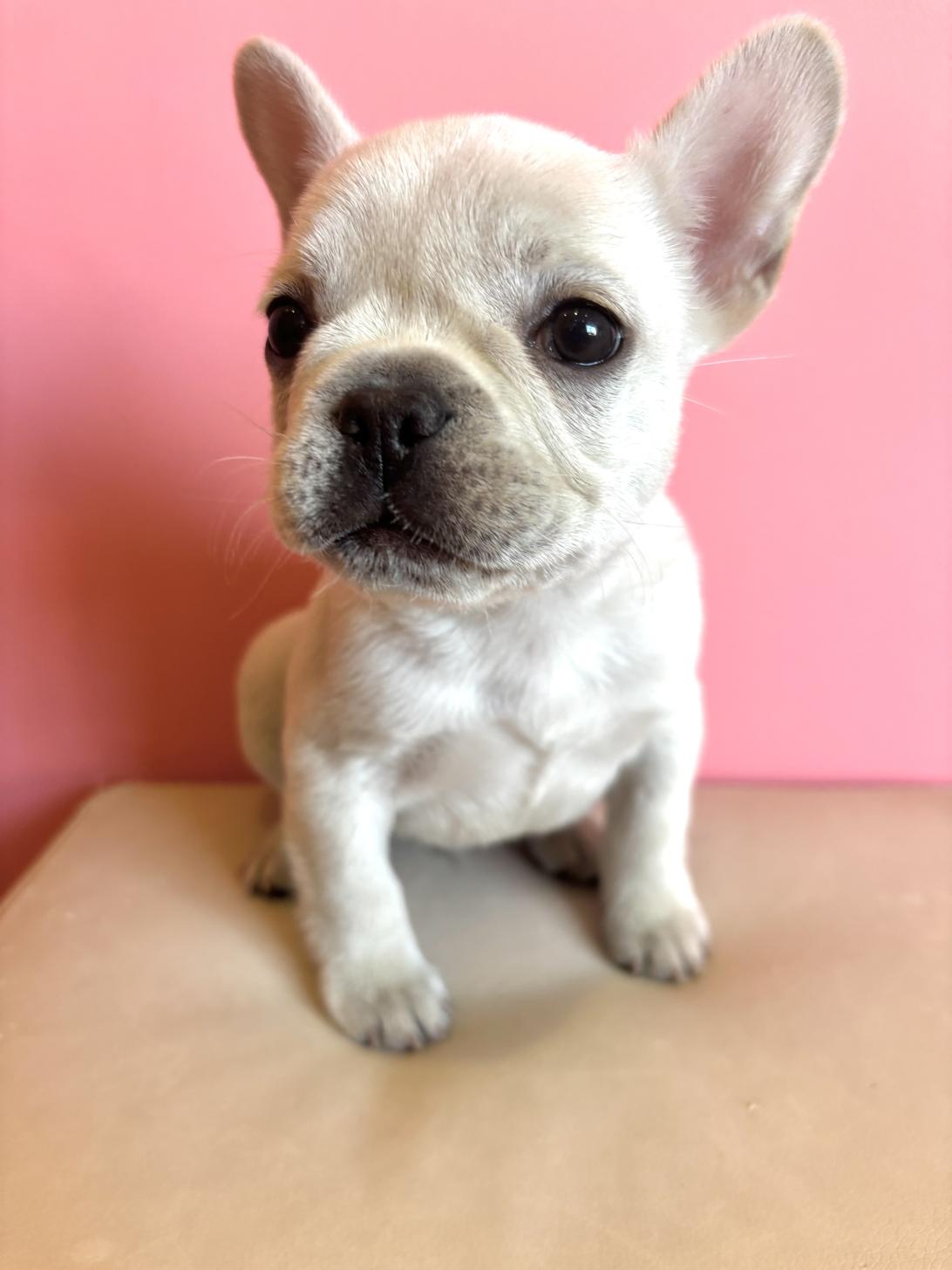 埼玉県のフレンチブルドッグ (ペッツスマイル南中野店/2025年11月23日生まれ/男の子/クリーム)の子犬の2枚目の画像