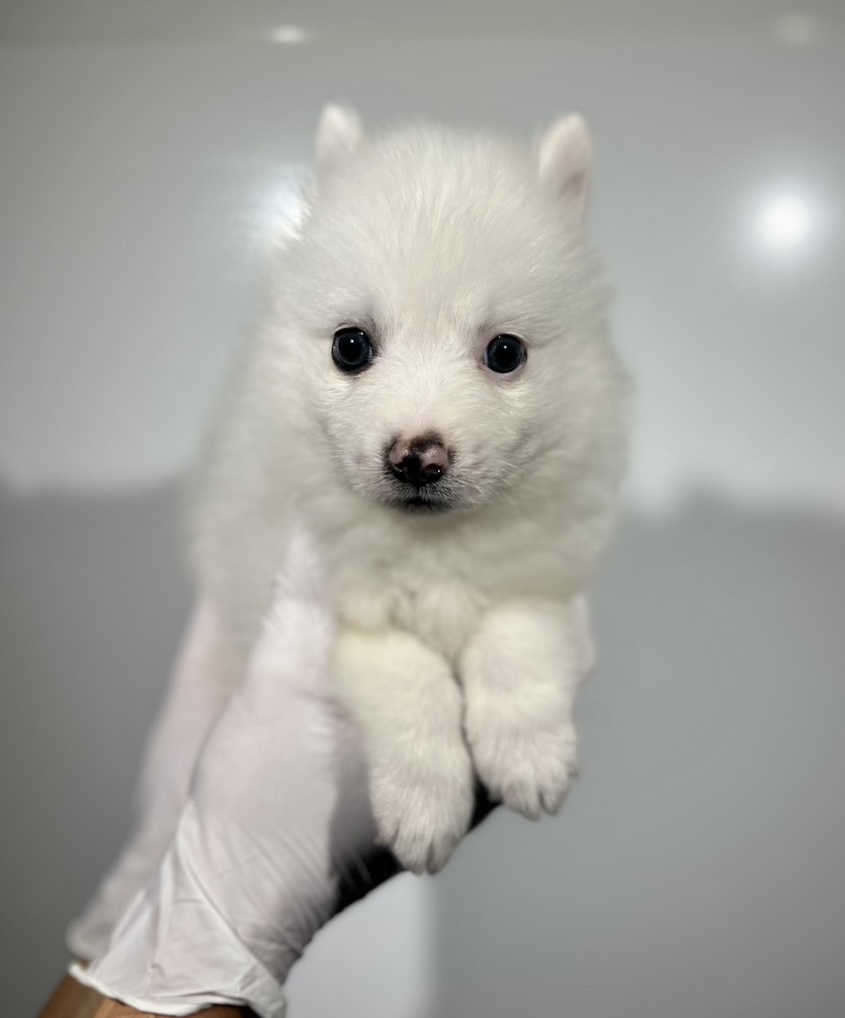 埼玉県の日本スピッツ (ペッツスマイル南中野店/2025年9月28日生まれ/男の子/ホワイト)の子犬の1枚目の画像