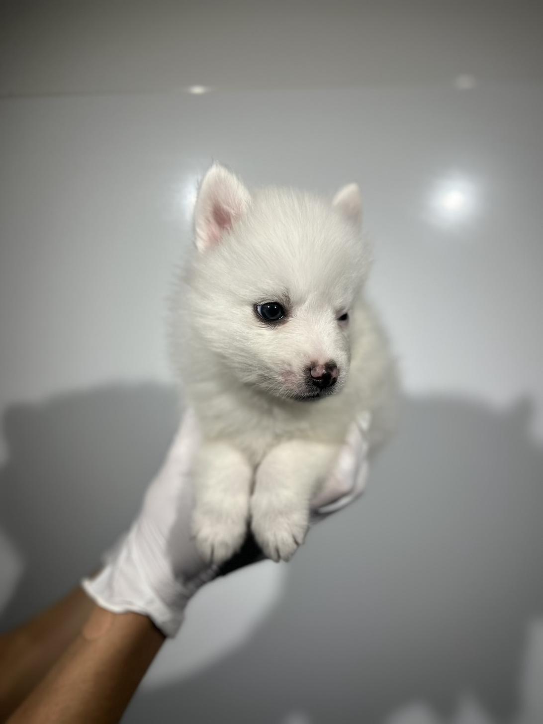 埼玉県の日本スピッツ (ペッツスマイル南中野店/2025年9月28日生まれ/男の子/ホワイト)の子犬の2枚目の画像