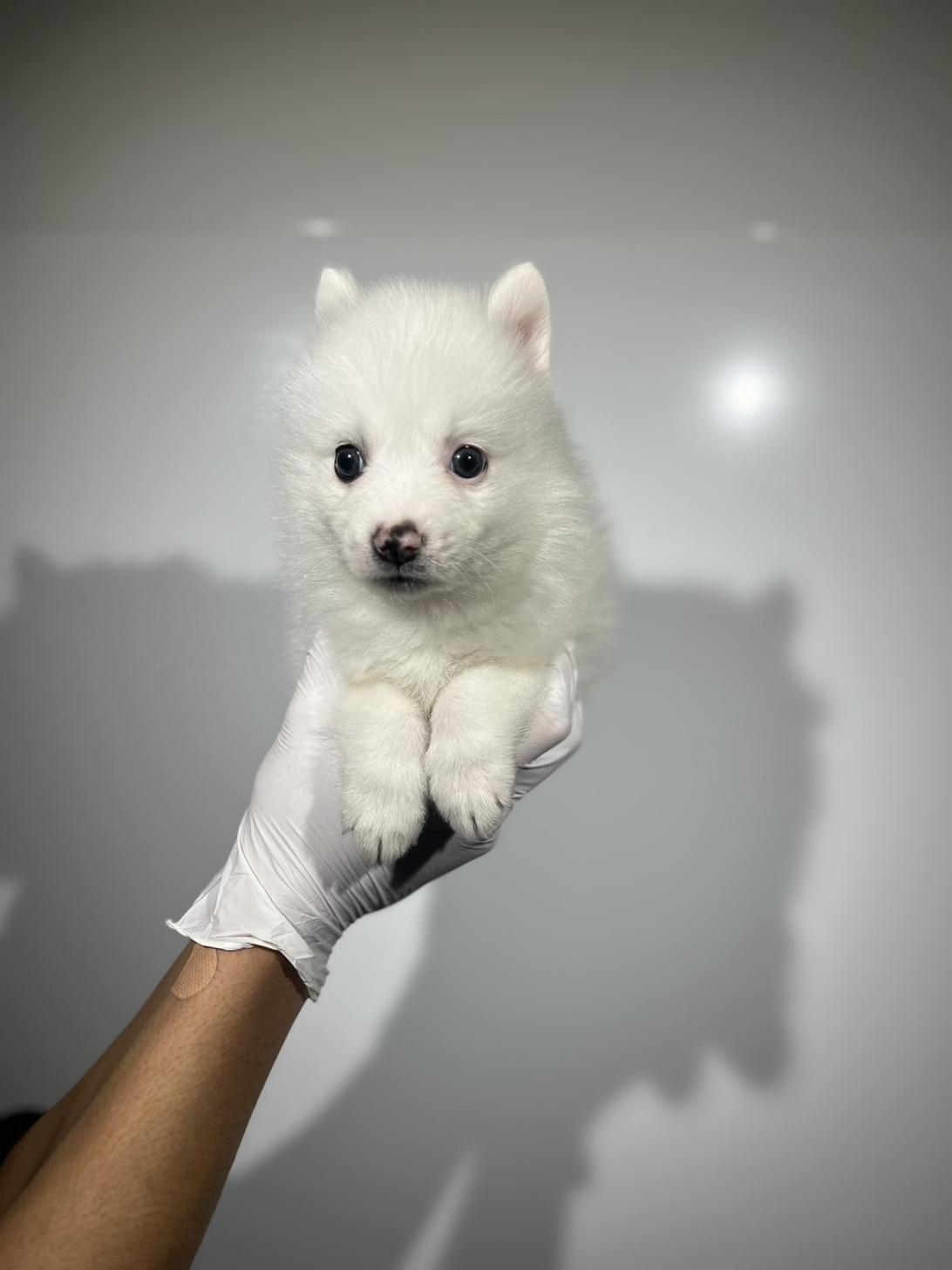 埼玉県の日本スピッツ (ペッツスマイル南中野店/2025年9月28日生まれ/男の子/ホワイト)の子犬の3枚目の画像