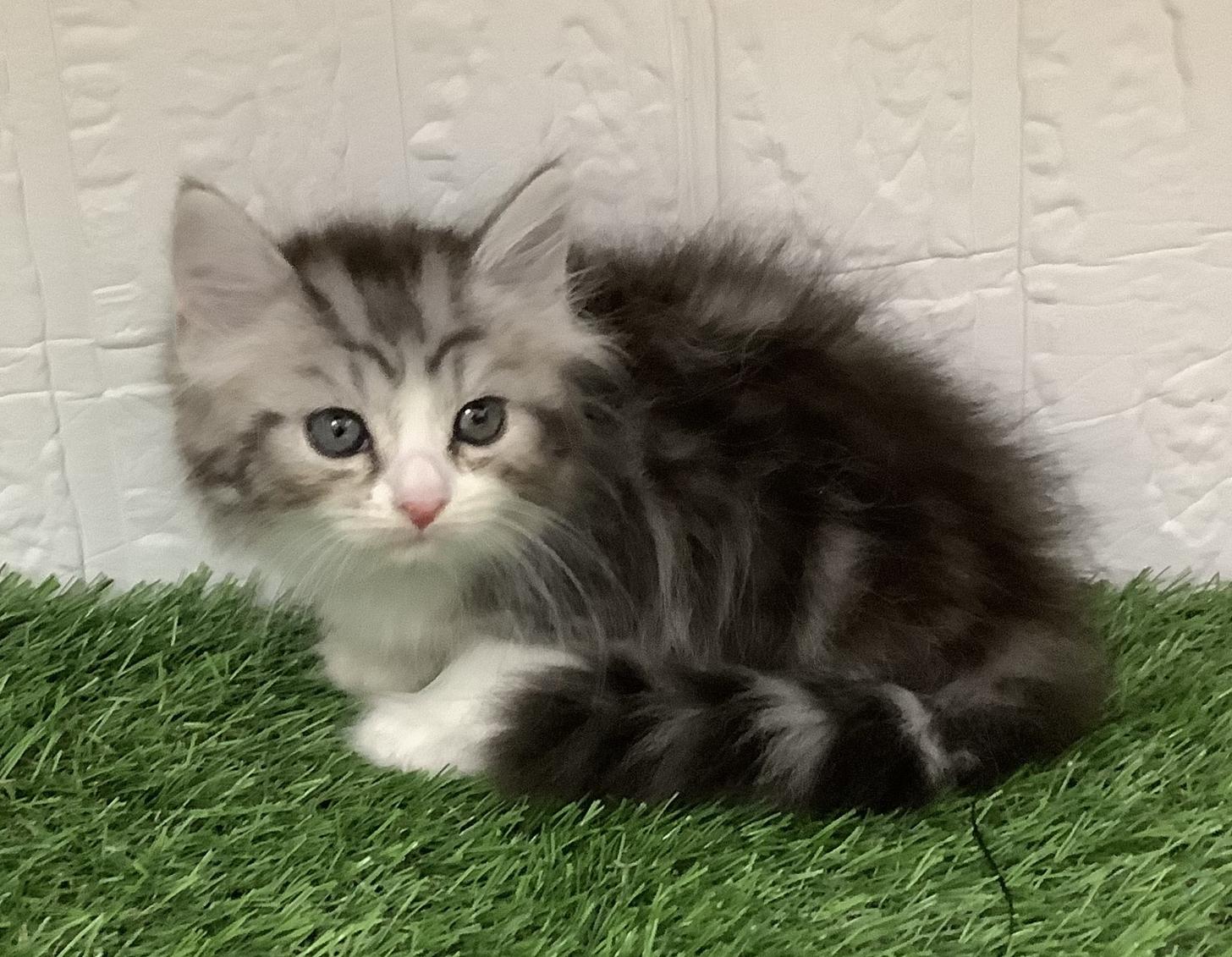 福岡県のマンチカン (ドッグズホーム旗崎店/2025年10月21日生まれ/女の子/シルバータビーホワイト)の子猫