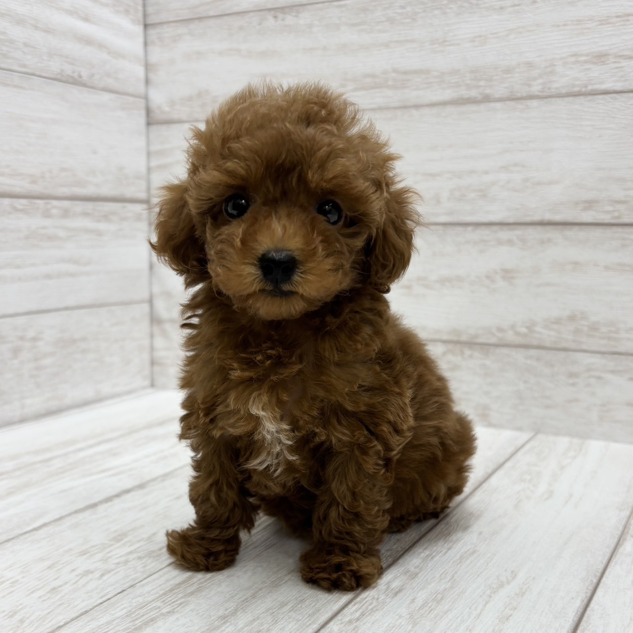 千葉県のトイプードル(トイ) (ペピカファミリー松戸店/2026年1月25日生まれ/女の子/レッド)の子犬