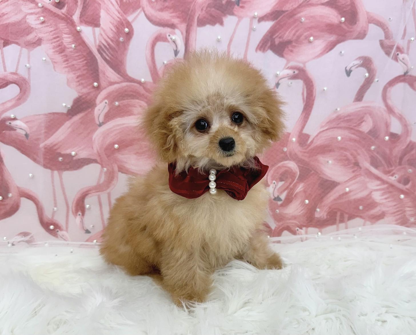 大阪府のトイプードル(ティーカップ) (ぱぴぷぺっと大阪店/2025年10月10日生まれ/女の子/アプリコット)の子犬の1枚目の画像