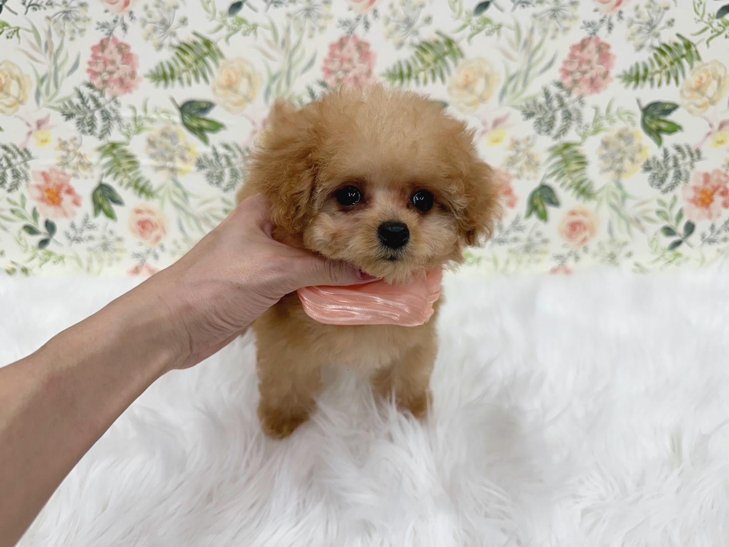 大阪府のトイプードル(ティーカップ) (ぱぴぷぺっと大阪店/2025年10月10日生まれ/女の子/アプリコット)の子犬