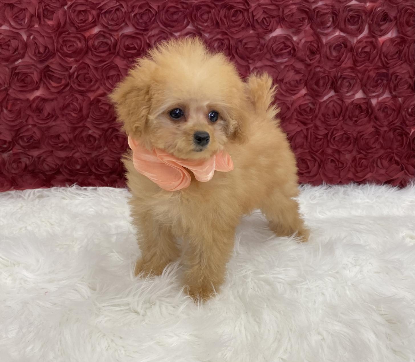 大阪府のトイプードル(ティーカップ) (ぱぴぷぺっと大阪店/2025年10月10日生まれ/女の子/アプリコット)の子犬の2枚目の画像