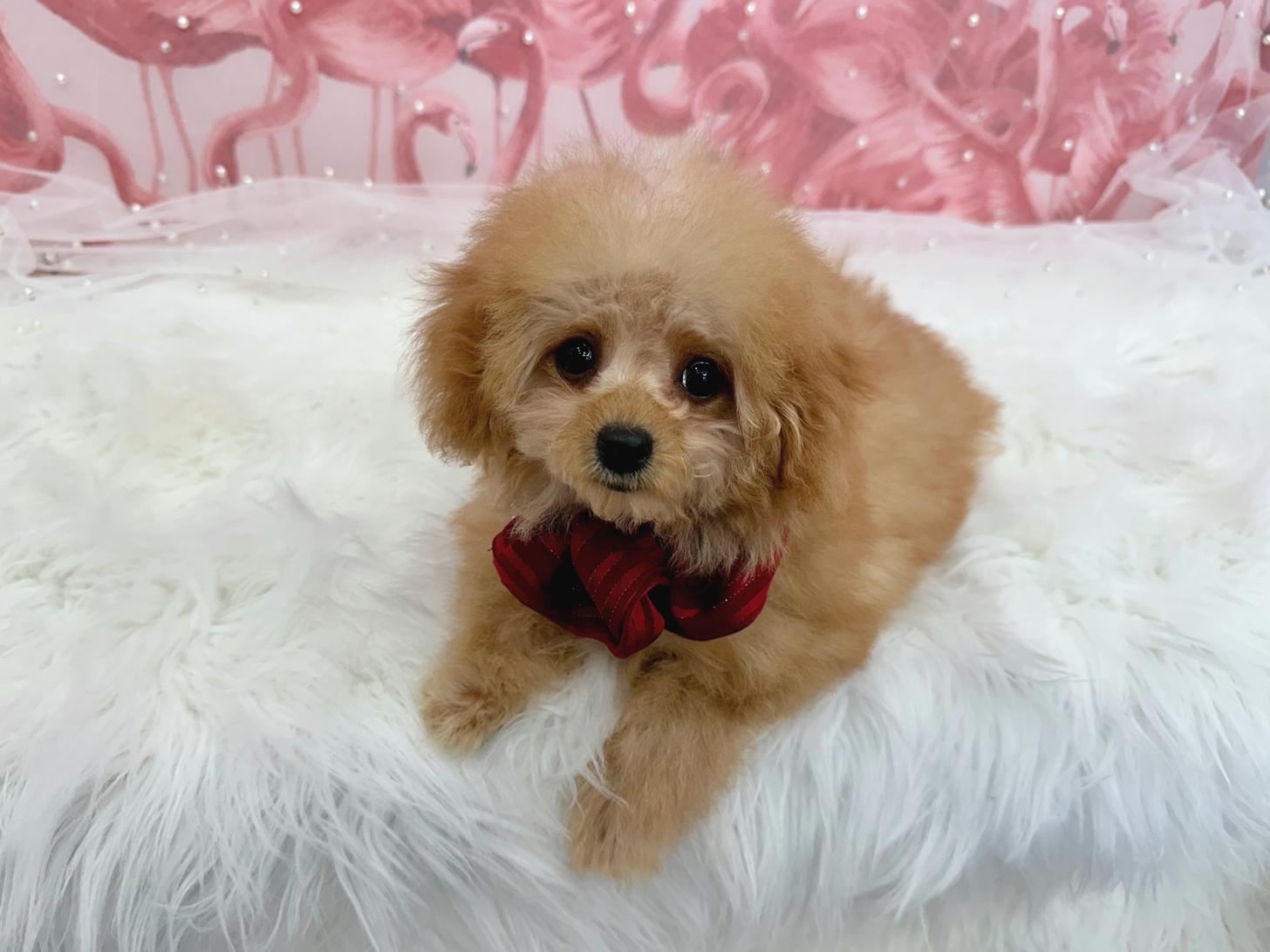 大阪府のトイプードル(ティーカップ) (ぱぴぷぺっと大阪店/2025年10月10日生まれ/女の子/アプリコット)の子犬の2枚目の画像