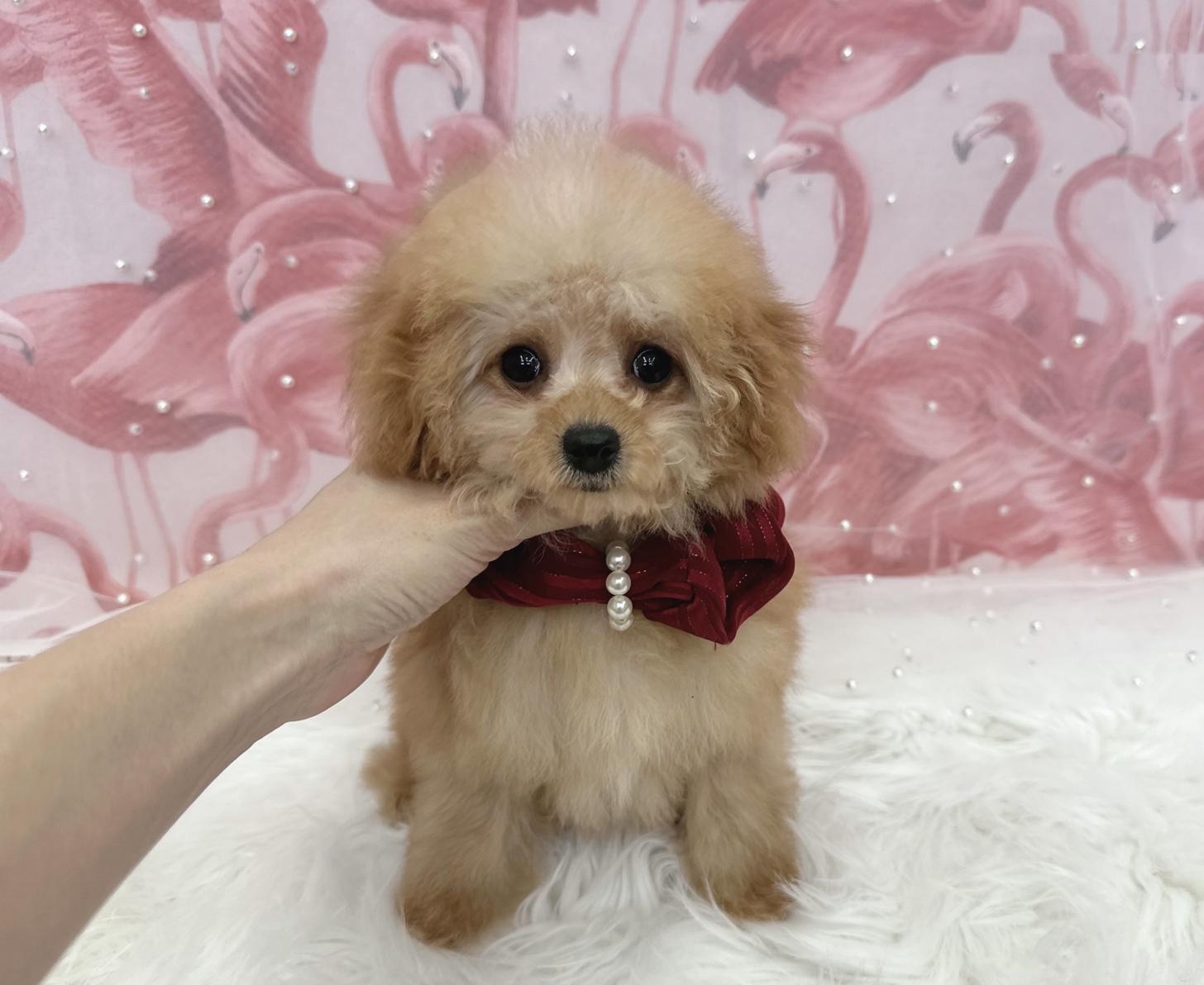 大阪府のトイプードル(ティーカップ) (ぱぴぷぺっと大阪店/2025年10月10日生まれ/女の子/アプリコット)の子犬の3枚目の画像