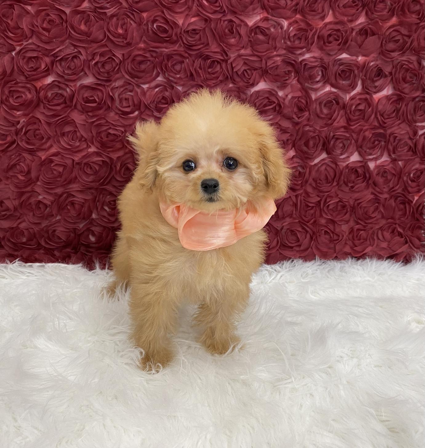 大阪府のトイプードル(ティーカップ) (ぱぴぷぺっと大阪店/2025年10月10日生まれ/女の子/アプリコット)の子犬の4枚目の画像