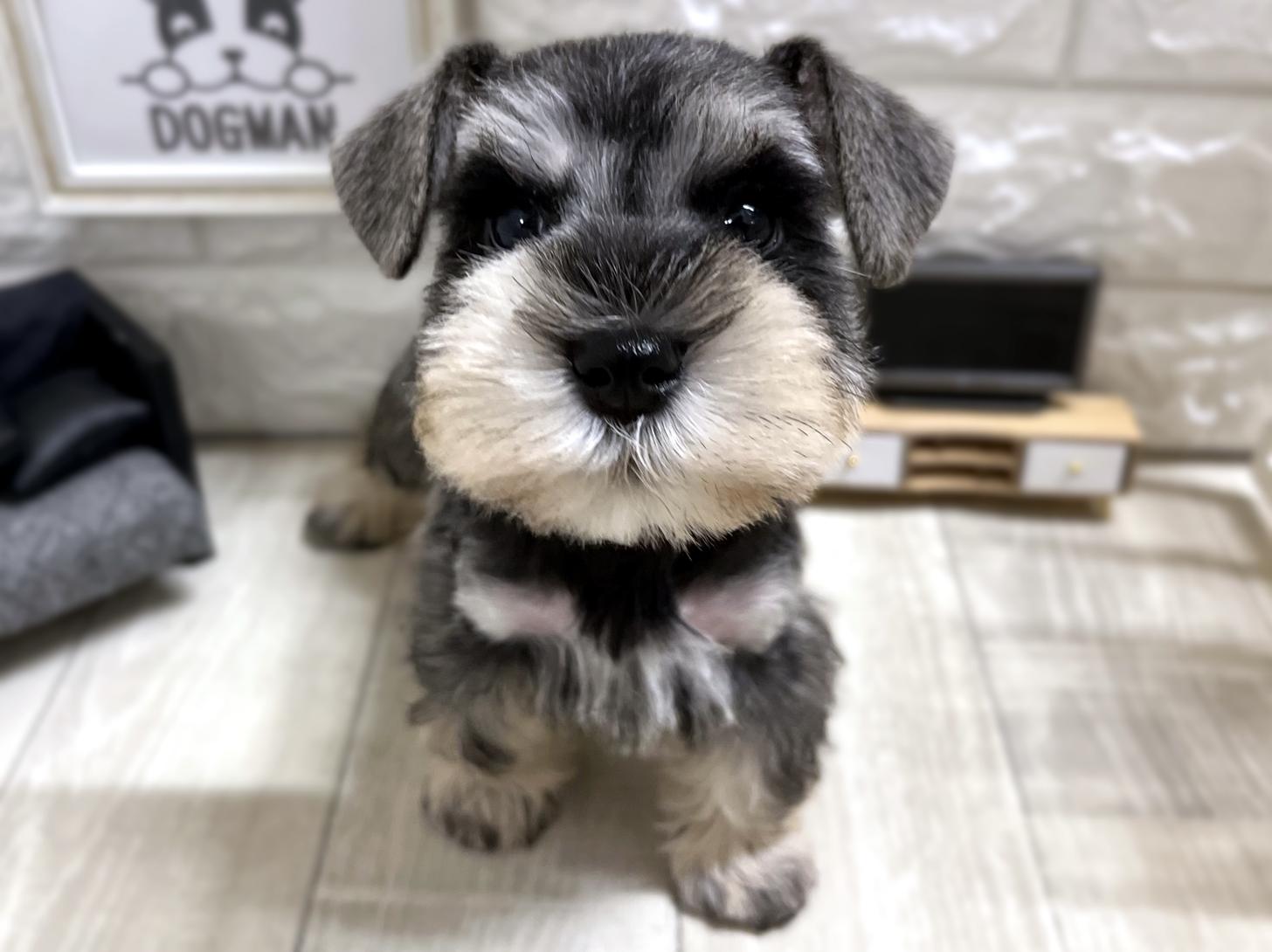 大阪府のミニチュアシュナウザー (DOGMAN平野瓜破店/2025年12月28日生まれ/女の子/ソルトペッパー)の子犬の1枚目の画像