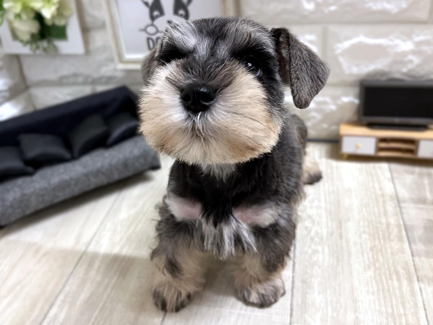大阪府のミニチュアシュナウザー (DOGMAN平野瓜破店/2025年12月28日生まれ/女の子/ソルトペッパー)の子犬の2枚目の画像