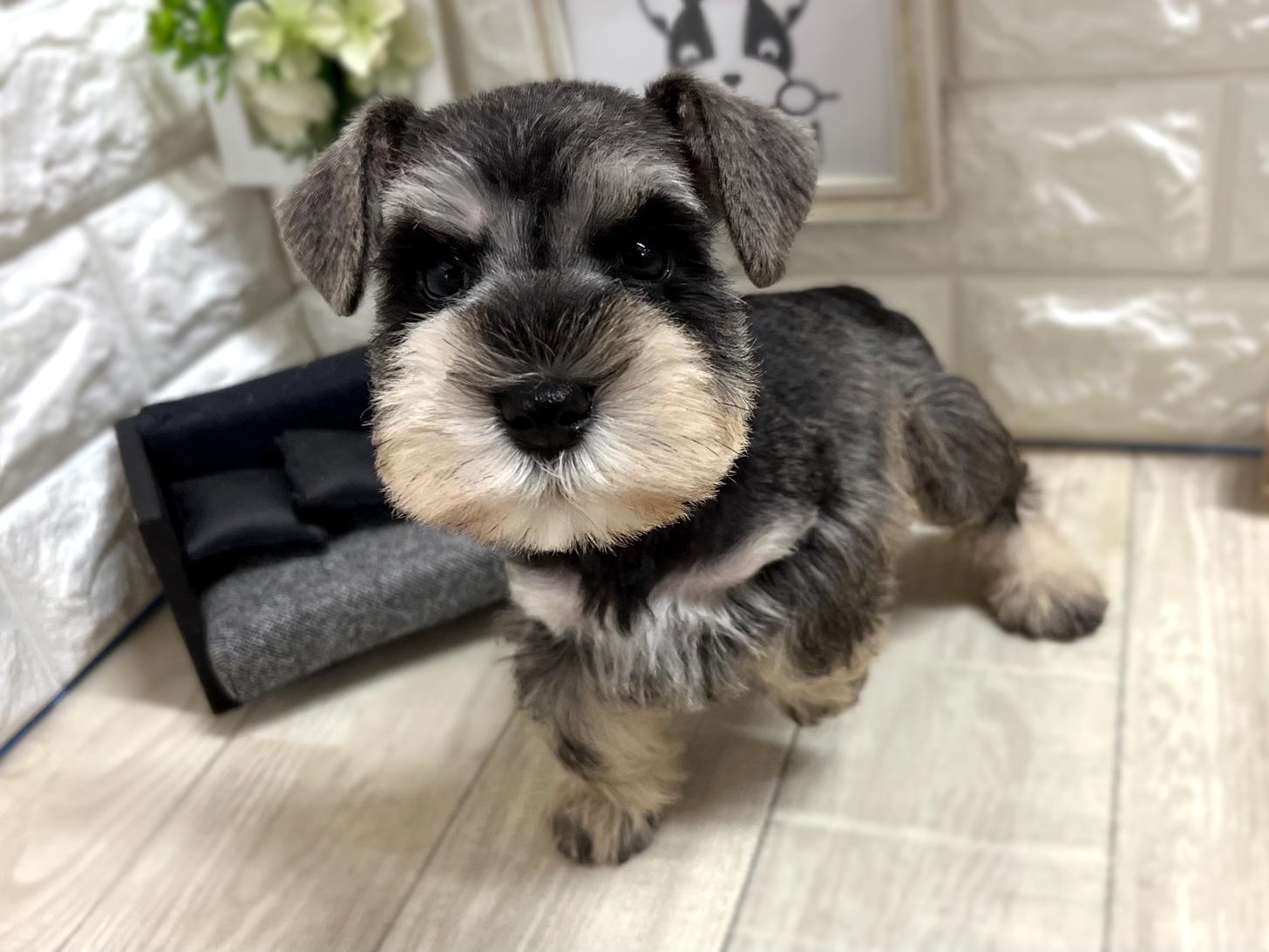 大阪府のミニチュアシュナウザー (DOGMAN平野瓜破店/2025年12月28日生まれ/女の子/ソルトペッパー)の子犬の3枚目の画像