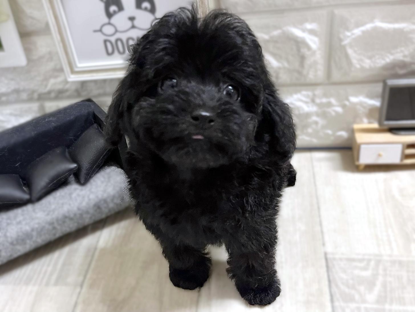 大阪府のトイプードル(トイ) (DOGMAN平野瓜破店/2026年1月5日生まれ/女の子/ブラック)の子犬の1枚目の画像