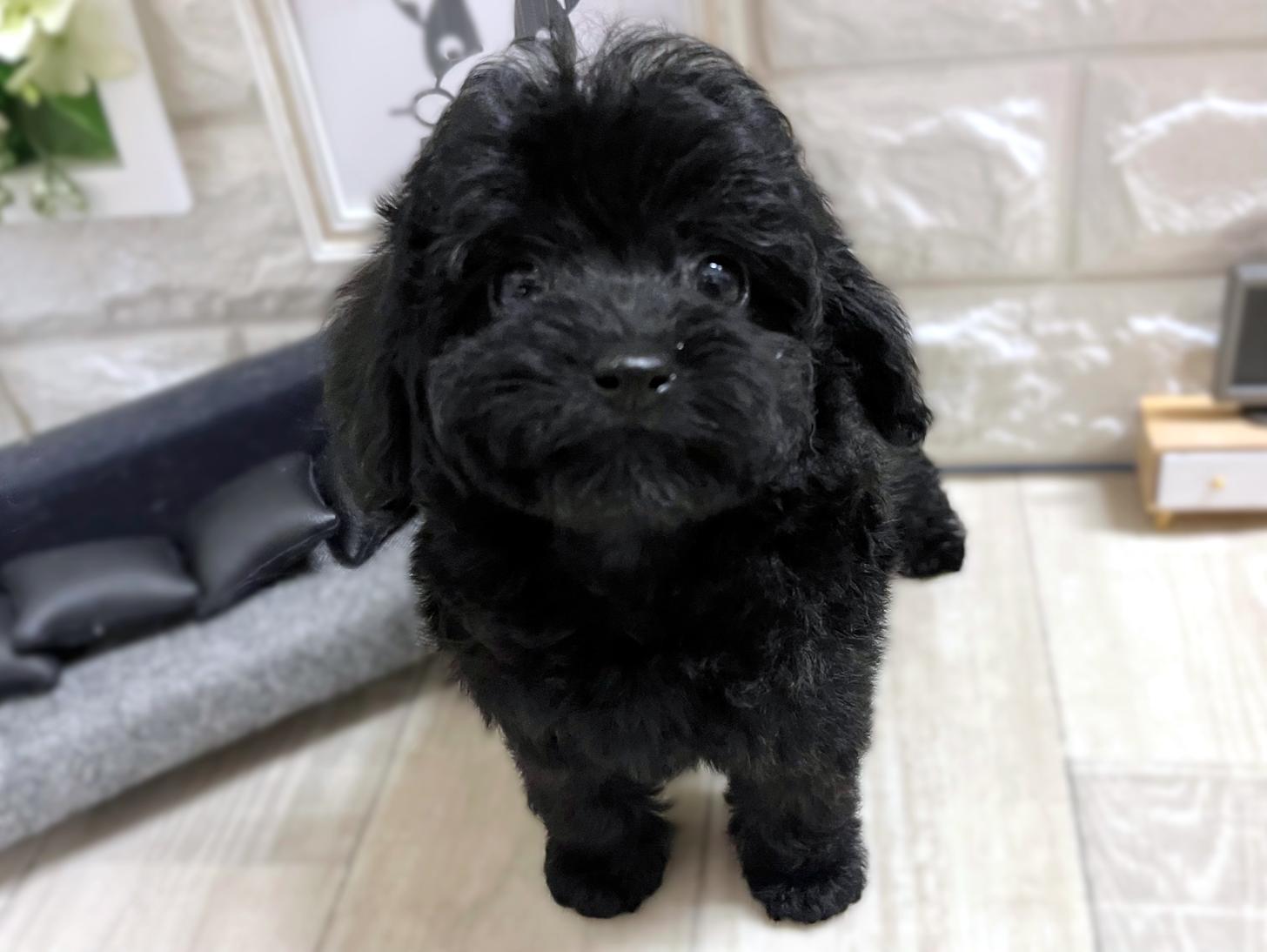大阪府のトイプードル(トイ) (DOGMAN平野瓜破店/2026年1月5日生まれ/女の子/ブラック)の子犬の2枚目の画像