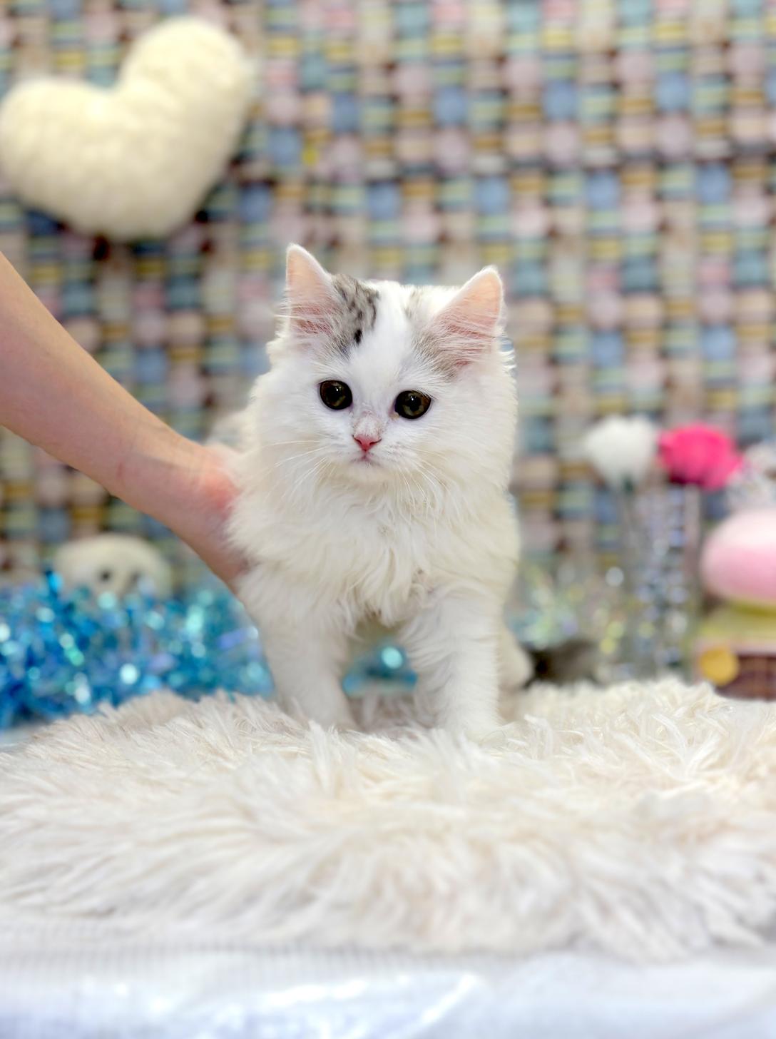 北海道のサイベリアン (ラブワンコ平岸店/2026年1月17日生まれ/男の子/ブルーホワイト)の子猫