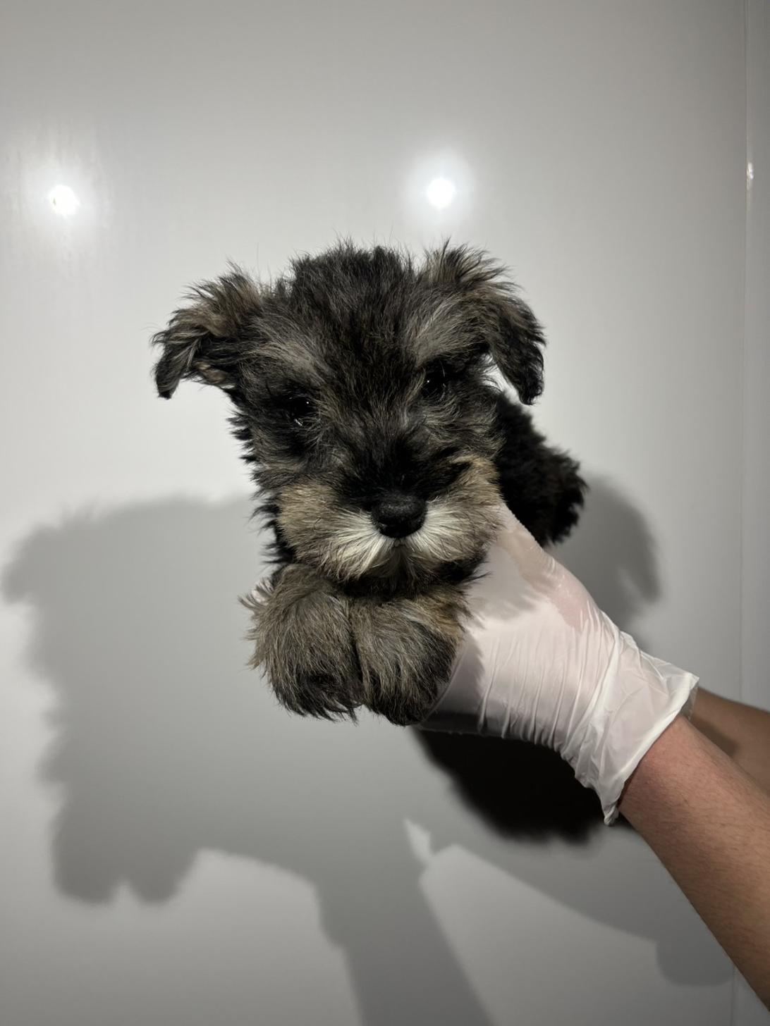 埼玉県のミニチュアシュナウザー (ペッツスマイル加須インター店/2025年12月9日生まれ/男の子/ソルトペッパー)の子犬の1枚目の画像