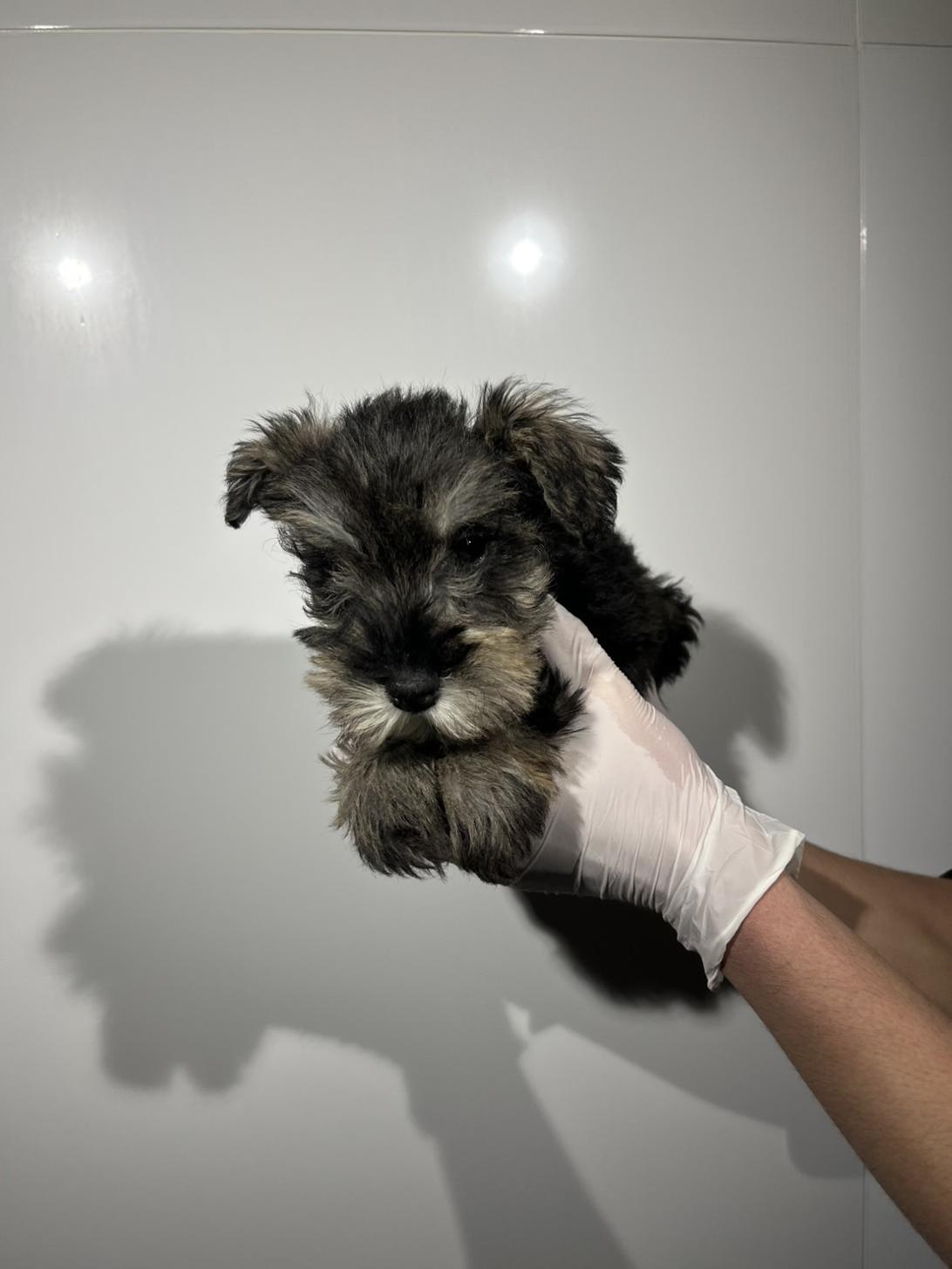 埼玉県のミニチュアシュナウザー (ペッツスマイル加須インター店/2025年12月9日生まれ/男の子/ソルトペッパー)の子犬の2枚目の画像