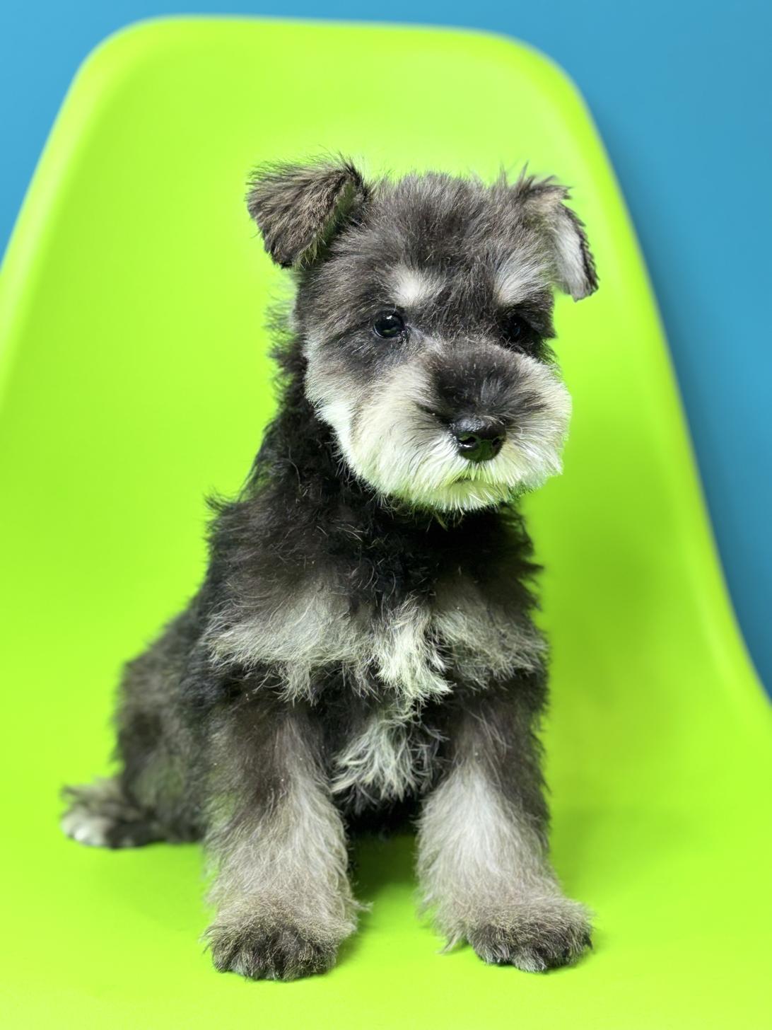 埼玉県のミニチュアシュナウザー (ペッツスマイル加須インター店/2025年12月9日生まれ/男の子/ソルトペッパー)の子犬の2枚目の画像