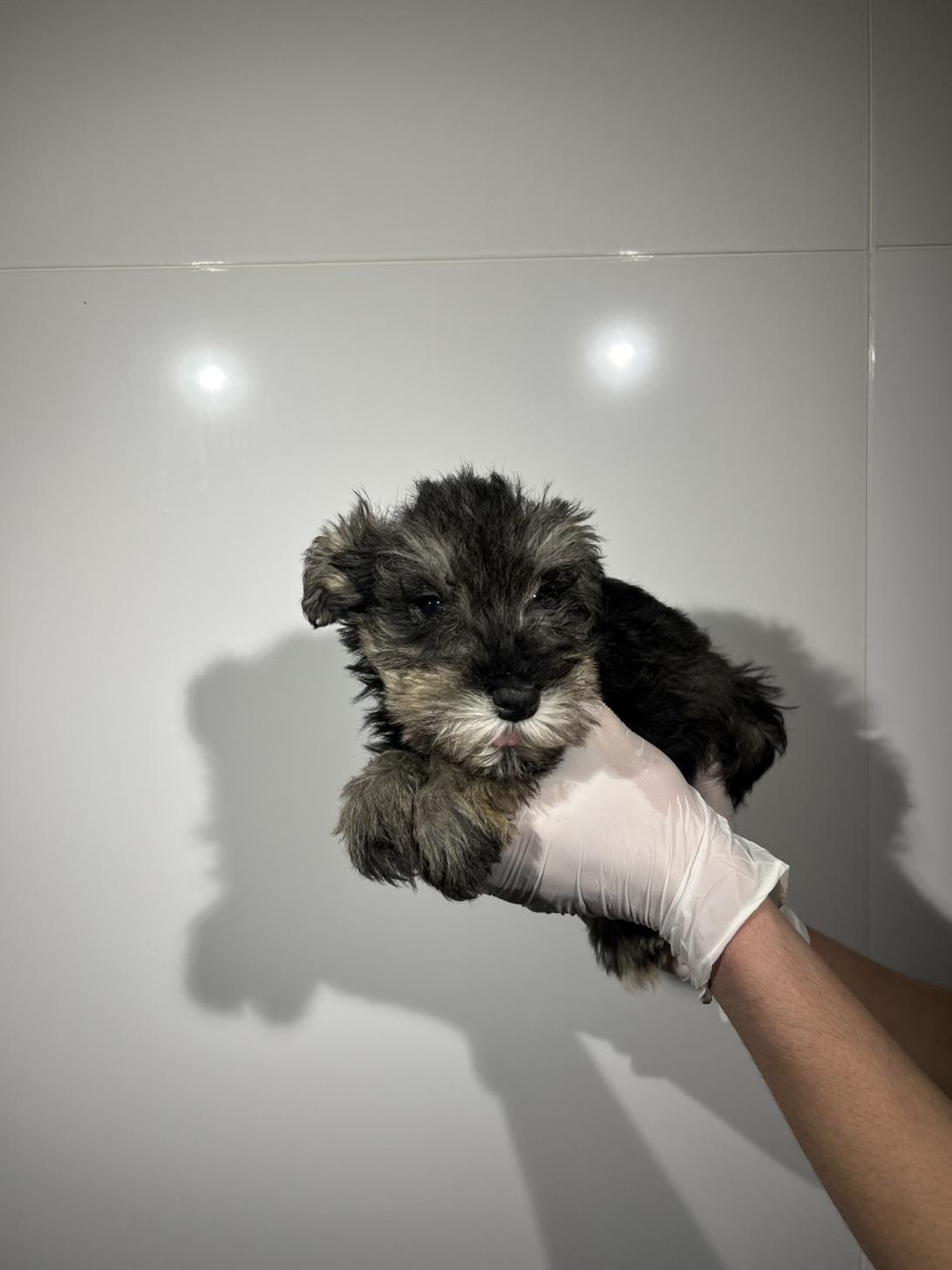 埼玉県のミニチュアシュナウザー (ペッツスマイル加須インター店/2025年12月9日生まれ/男の子/ソルトペッパー)の子犬の3枚目の画像