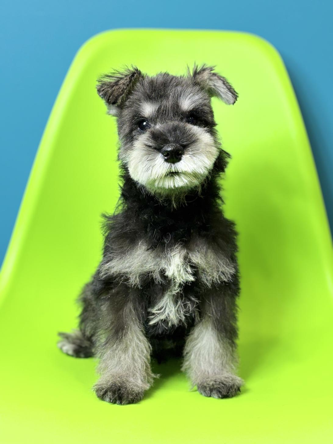 埼玉県のミニチュアシュナウザー (ペッツスマイル加須インター店/2025年12月9日生まれ/男の子/ソルトペッパー)の子犬の3枚目の画像